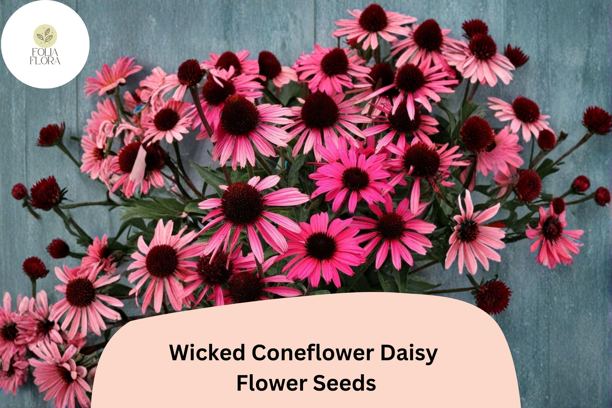 200+ Echinacea purpurea Seeds | Dark Bloom Mix | Pollinator-Friendly Coneflower Daisy Seeds for Garden, Borders & Cut Flowers