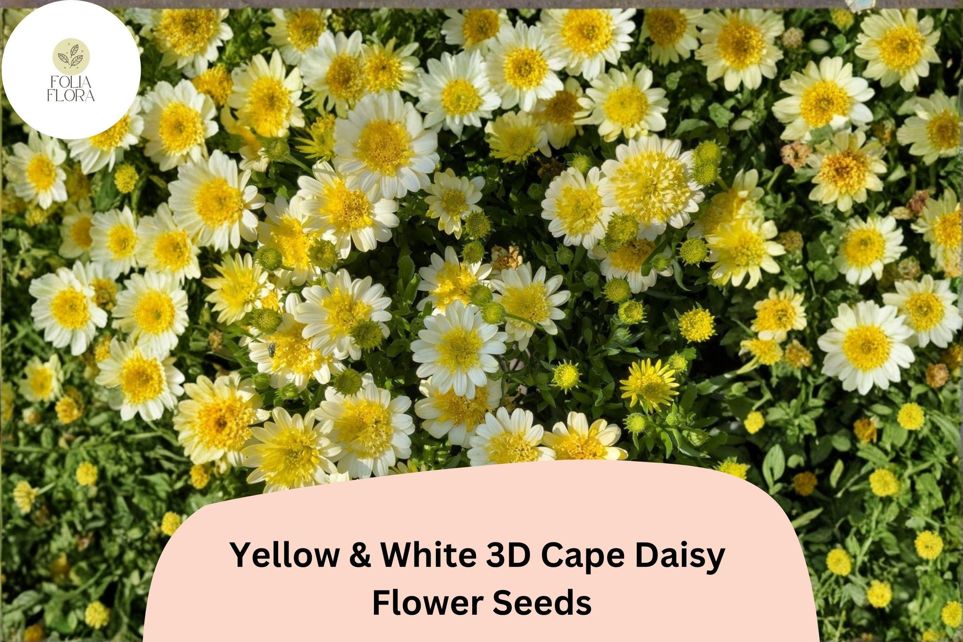 Cape Daisy Seeds | Yellow & White Bicolor Osteospermum ecklonis | 50+ Layered 3D Blooms for Garden, Container & Landscape