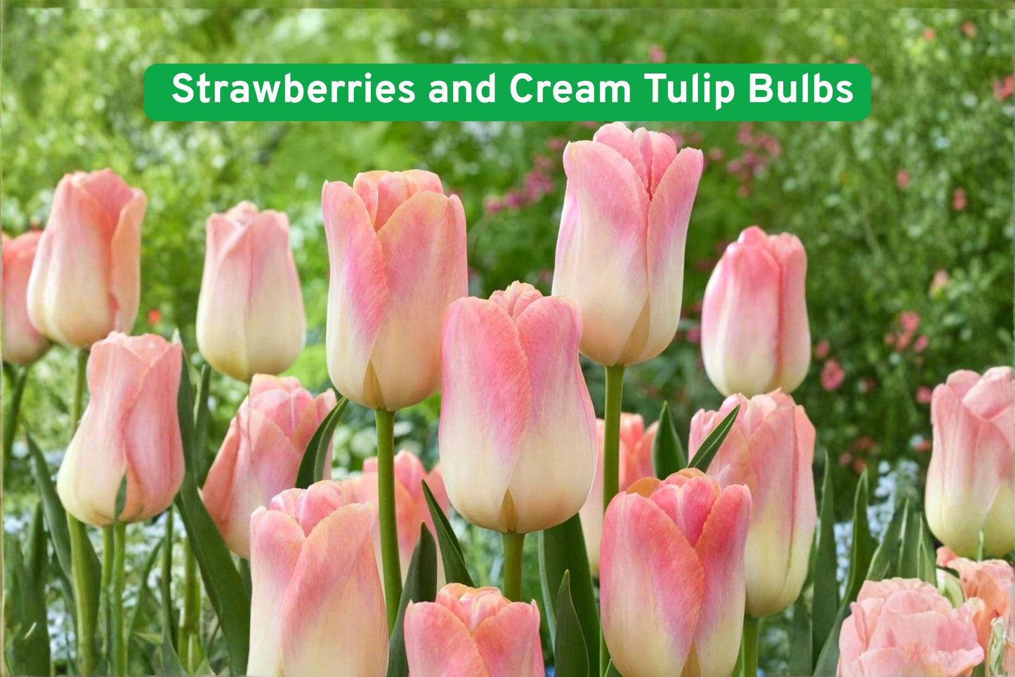 pink tulip bulbs,cream tulip flowers,perennial garden bulbs,flower bed tulips,cut flower tulips,pink and white tulips,spring flowering bulbs,container tulip plants,easy grow tulips,romantic garden flowers,border tulip bulbs,fall planting bulbs,bright garden accents