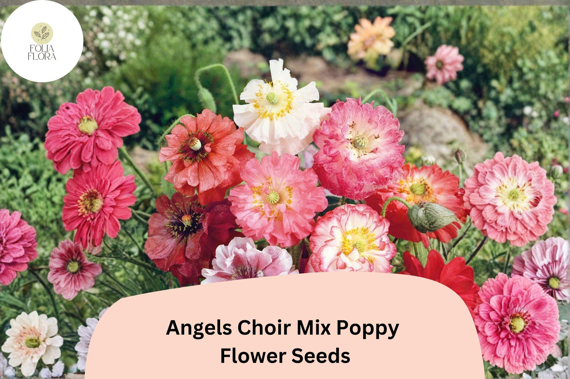 Angels Choir Poppy Seeds | Vibrant Mixed Colors | Papaver Species | Easy to Grow Annual for Garden Beds & Containers