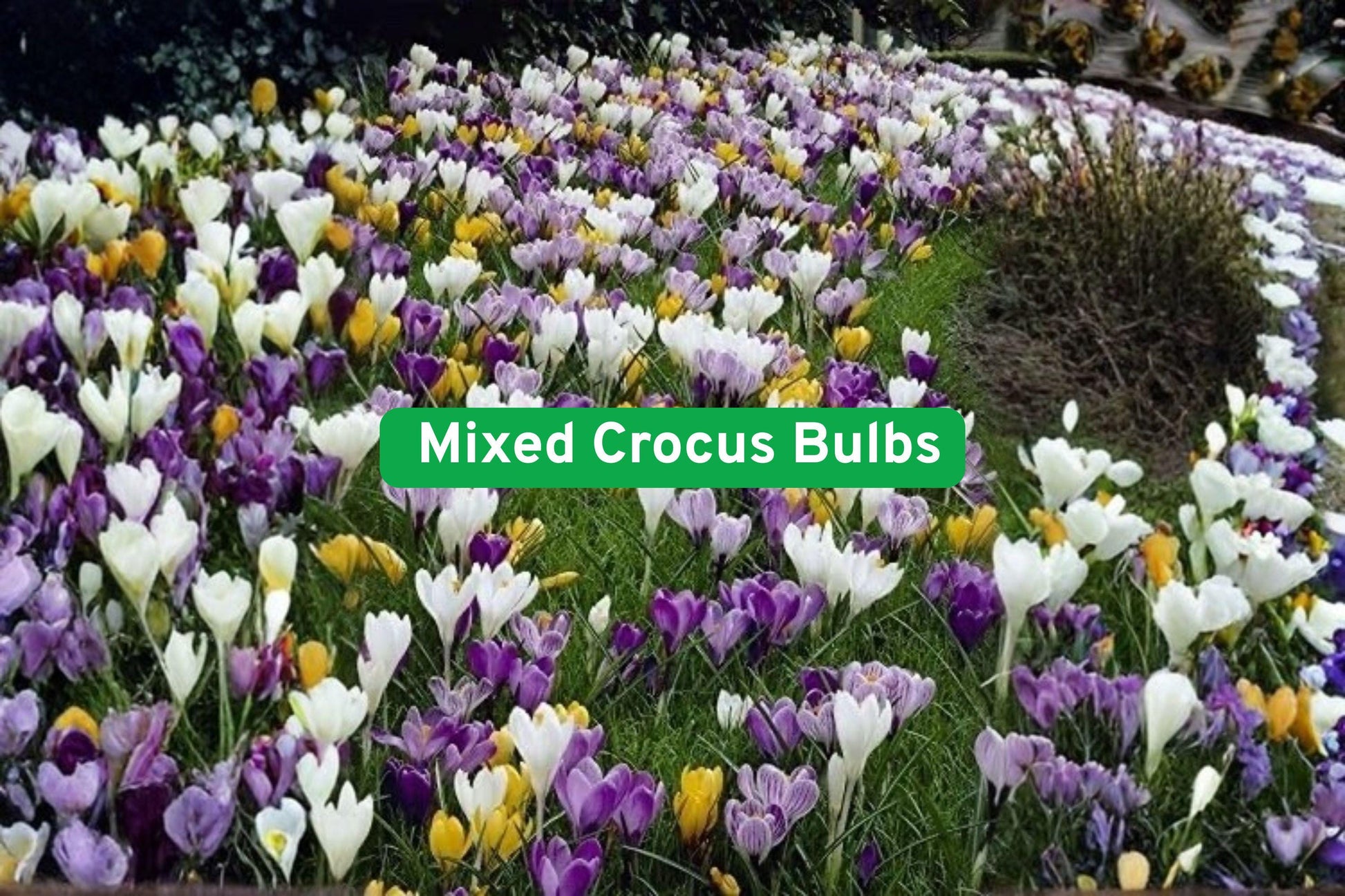 spring flower bulbs, crocus flower bulbs, perennial crocus bulbs, mixed crocus varieties, early spring blooms, garden crocus bulbs, colorful crocus mix, bulb for borders, low maintenance bulbs, spring garden plants, outdoor flower bulbs, naturalizing crocus, yard spring color