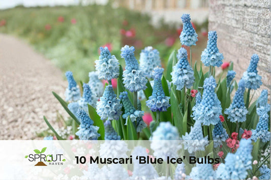 10 Blue Ice Muscari Bulbs – Fragrant Spring Grape Hyacinth Bulbs, Muscari armeniacum ‘Blue Ice’ for Borders & Containers