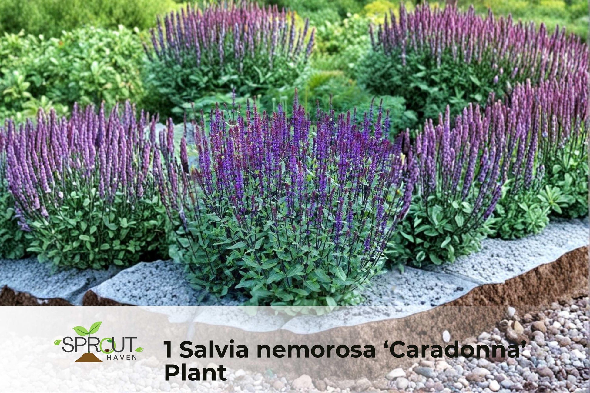 Dark Purple Sage Plant | Salvia nemorosa ‘Caradonna’ Perennial in 2.5" Pot | Purple Flowering Herb for Borders & Containers
