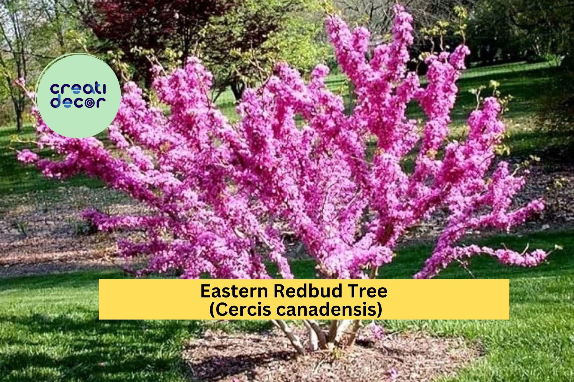 Eastern Redbud Trees 2 Ft Live Starter Plants Pink Purple Spring Blooms Cercis canadensis