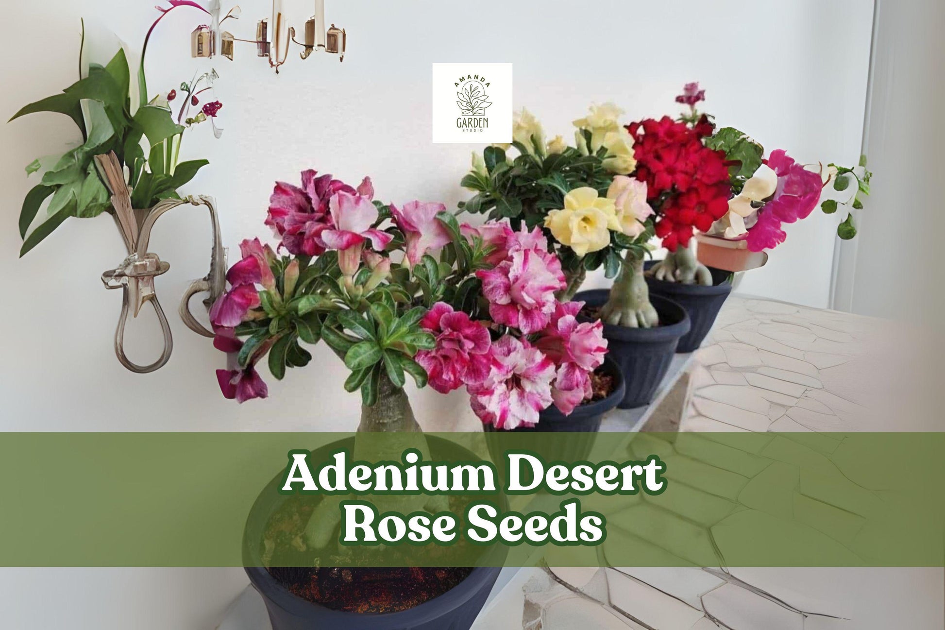 Adenium Desert Rose Seeds – Mixed Double Petal Bonsai, Ornamental Flowering Succulent, Adenium obesum, 10 Seeds