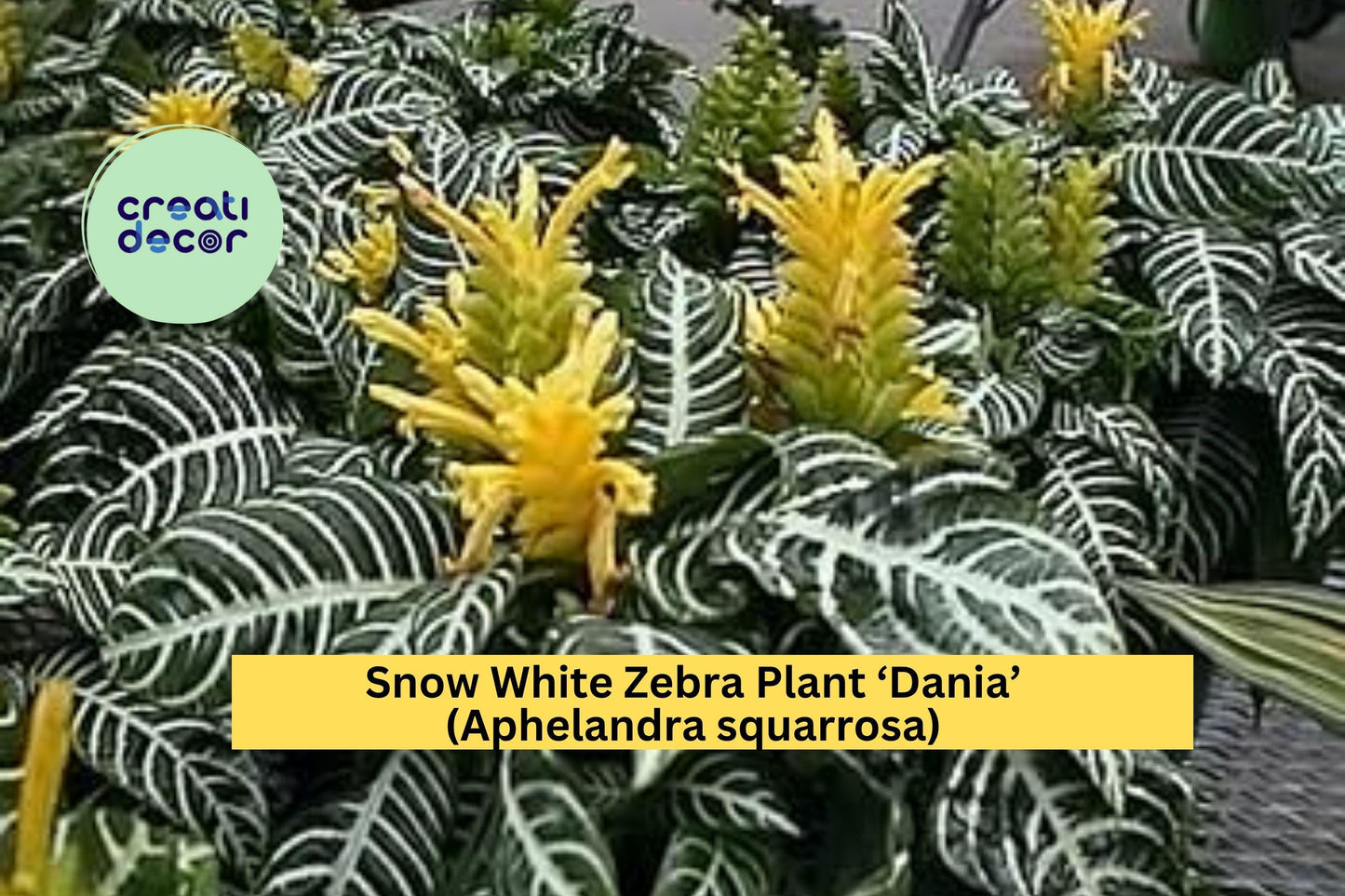 Snow White Zebra Plant ‘Dania’ Aphelandra squarrosa – Live Rooted Starter with White-Veined Tropical Foliage