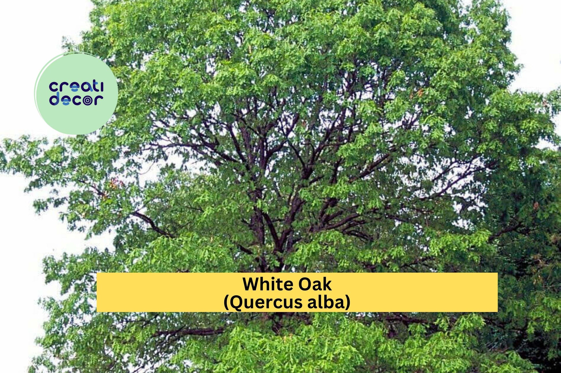 White Oak Seedlings – 8 Live Quercus alba Native Shade Trees, 6–10 Inches Tall, Well-Rooted Saplings for Landscaping & Reforestation