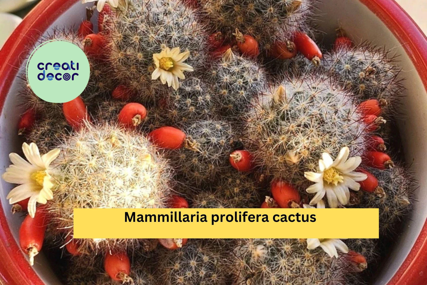 Mammillaria prolifera Cactus Pups – Small Flowering Succulent with Yellow Blooms – 6 Live Starter Plants