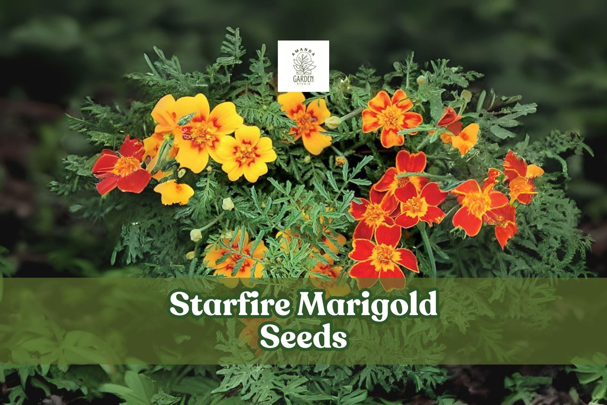 Starfire Marigold Seeds | Tagetes tenuifolia | Exotic Orange & Yellow Blooms | Pollinator-Friendly Annual