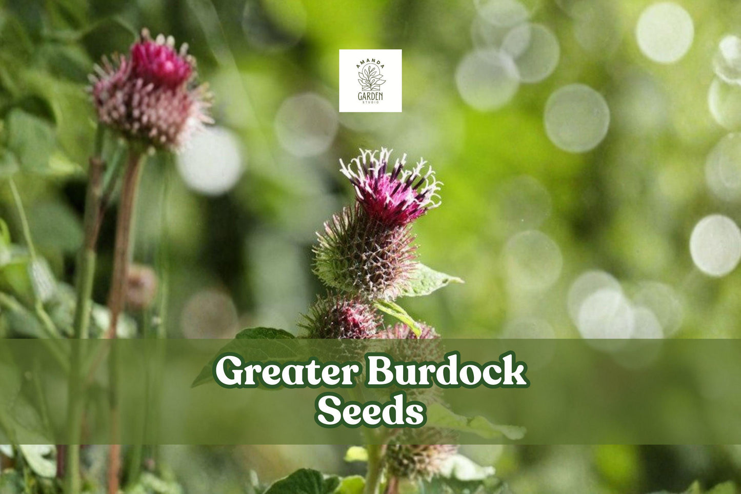 50 Greater Burdock Seeds | Edible Root, Ornamental Herb | Arctium lappa, Pollinator-Friendly, Full Sun, Garden Plant