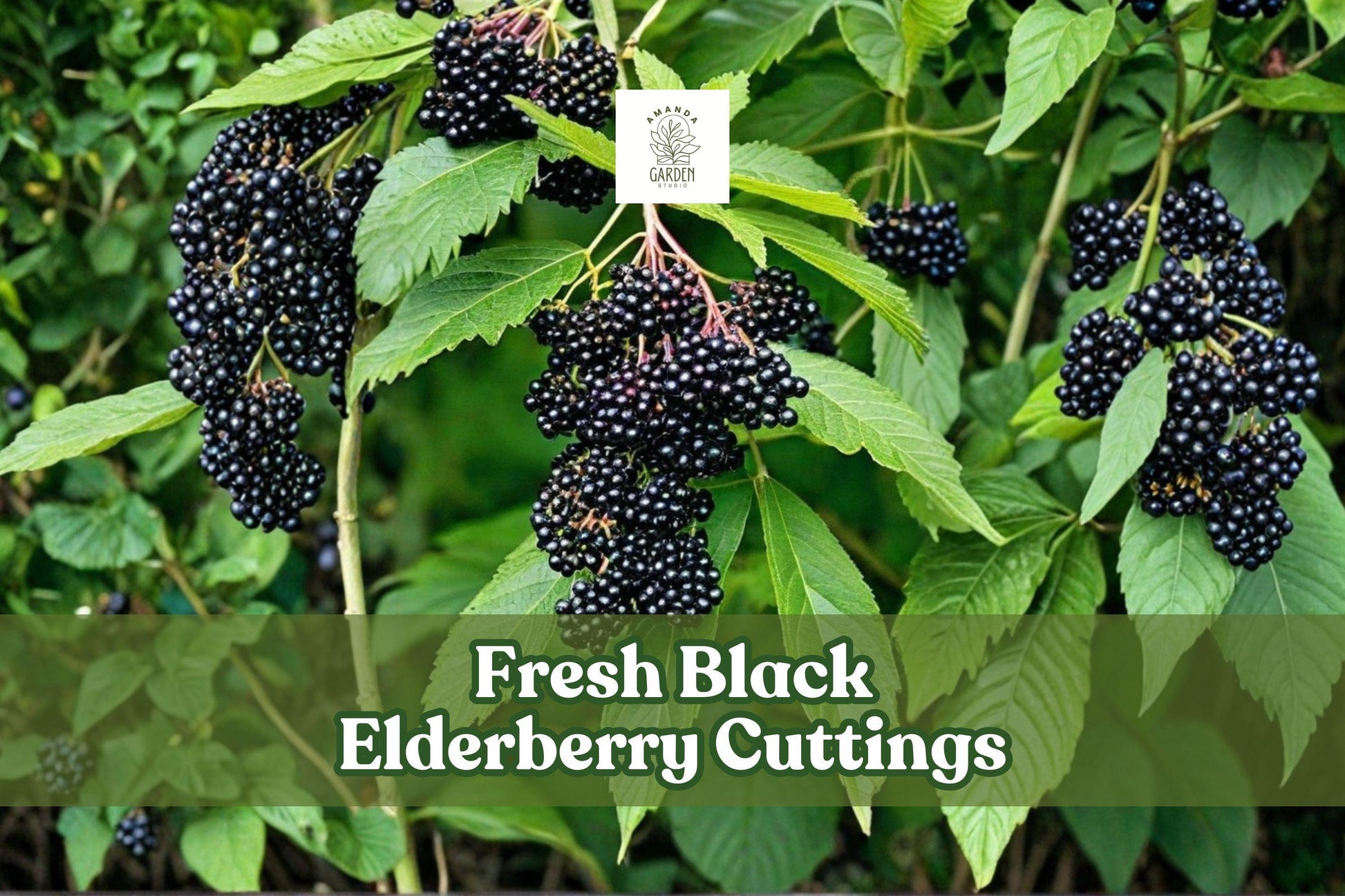Black Elderberry Cuttings Sambucus nigra Fruiting Shrub Live Unrooted 4-Pack