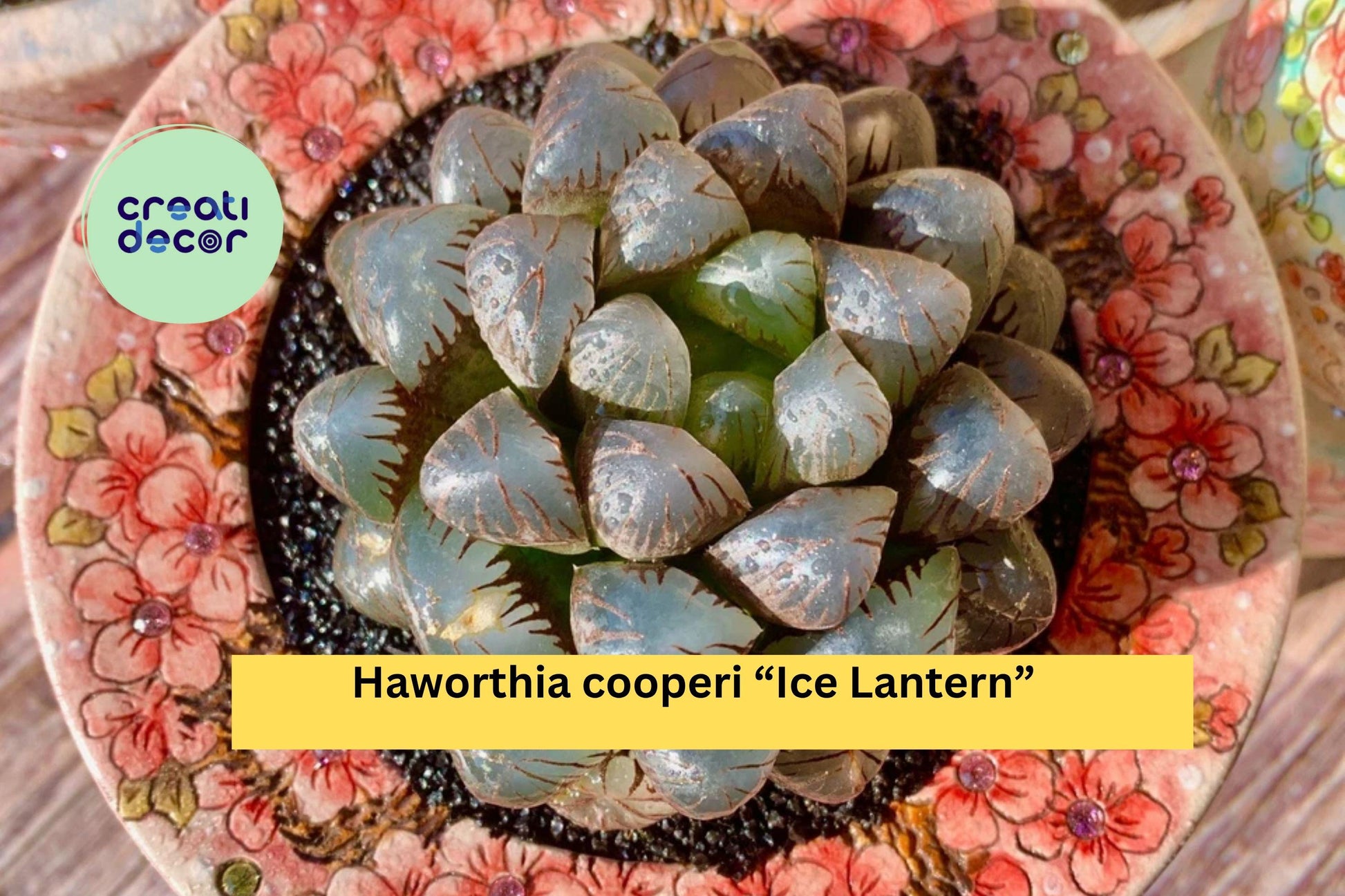 Haworthia cooperi “Ice Lantern” – Rare Live Succulent with Transparent Leaves – Indoor Plant, Gift, Bare Root, Low Maintenance