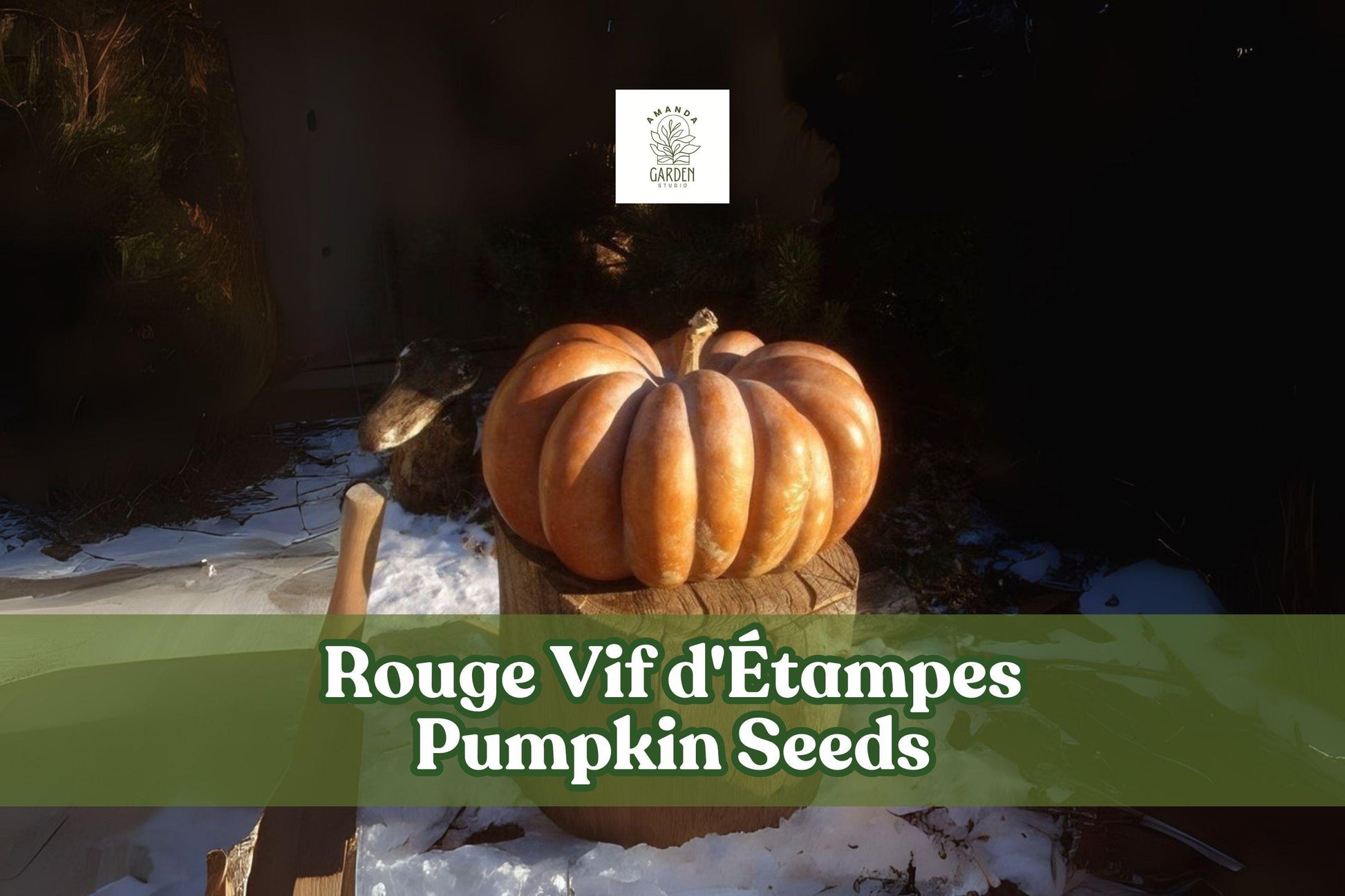 Rouge Vif d'Étampes Pumpkin Seeds, Heirloom French Cinderella Pumpkin, Cucurbita maxima, Decorative & Edible, 10 Seeds