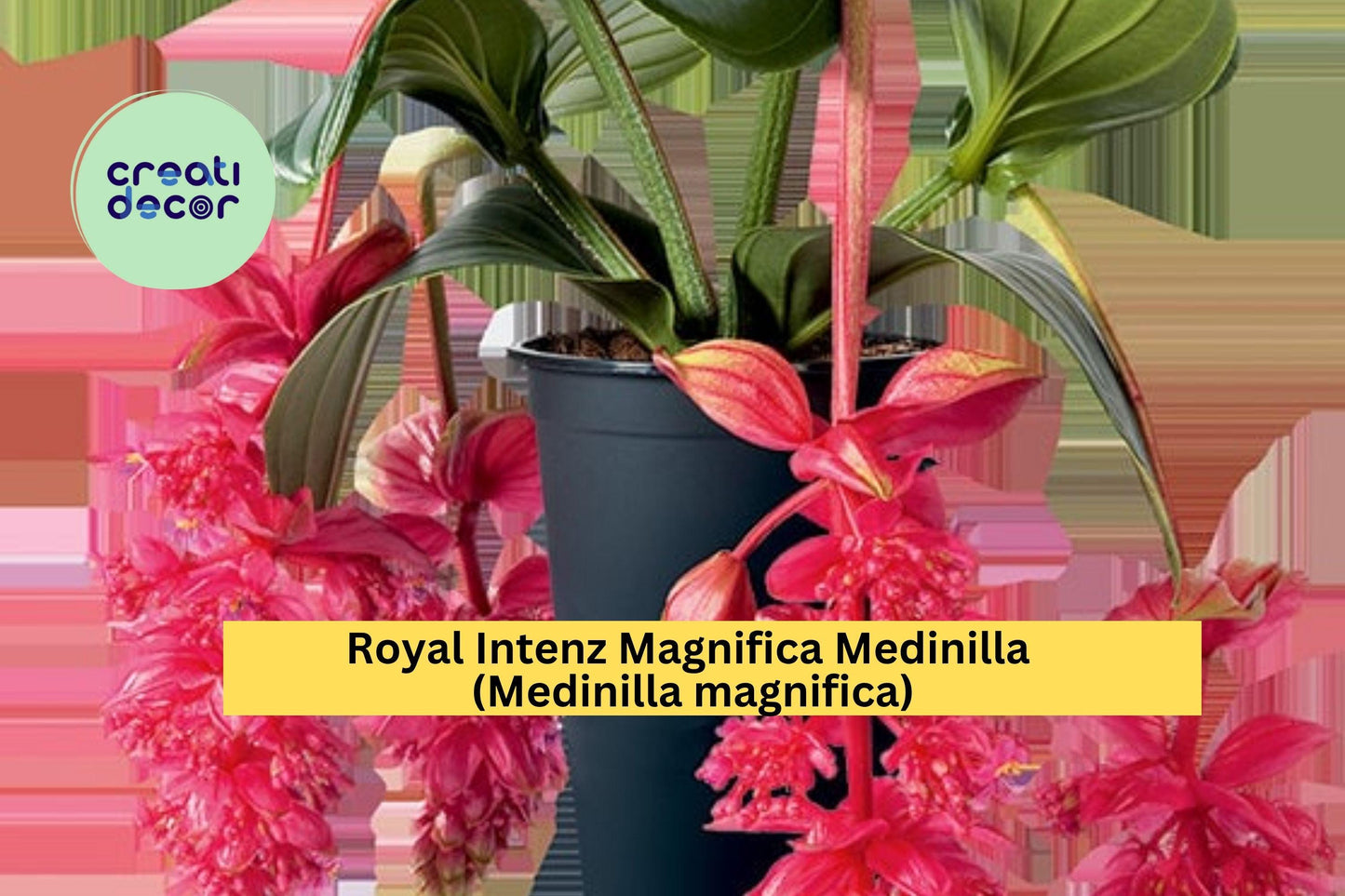 Live Medinilla magnifica Starter Plant | Royal Intenz Magnifica Tropical Houseplant with Pink Blooms
