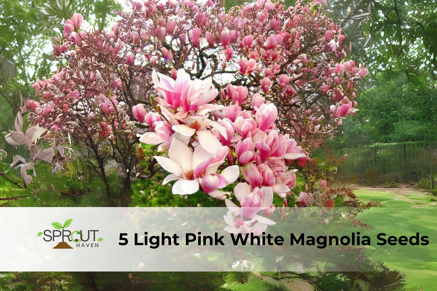 Pink and White Magnolia Seeds, Ornamental Tree, Tulip Magnolia, Magnolia × soulangeana, Fragrant Spring Bloom
