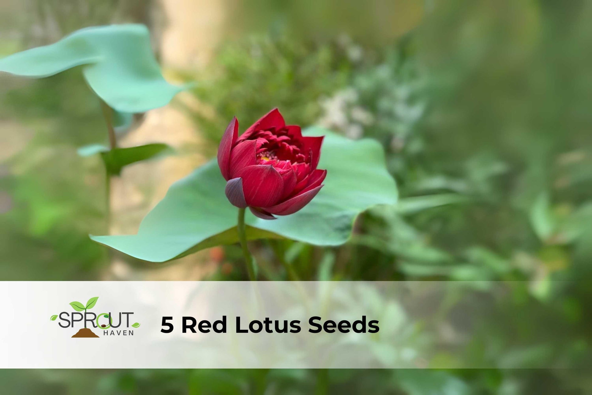 Red Lotus Seeds – Nelumbo nucifera – Aquatic Perennial for Ponds & Water Gardens, Red-Pink Blooms