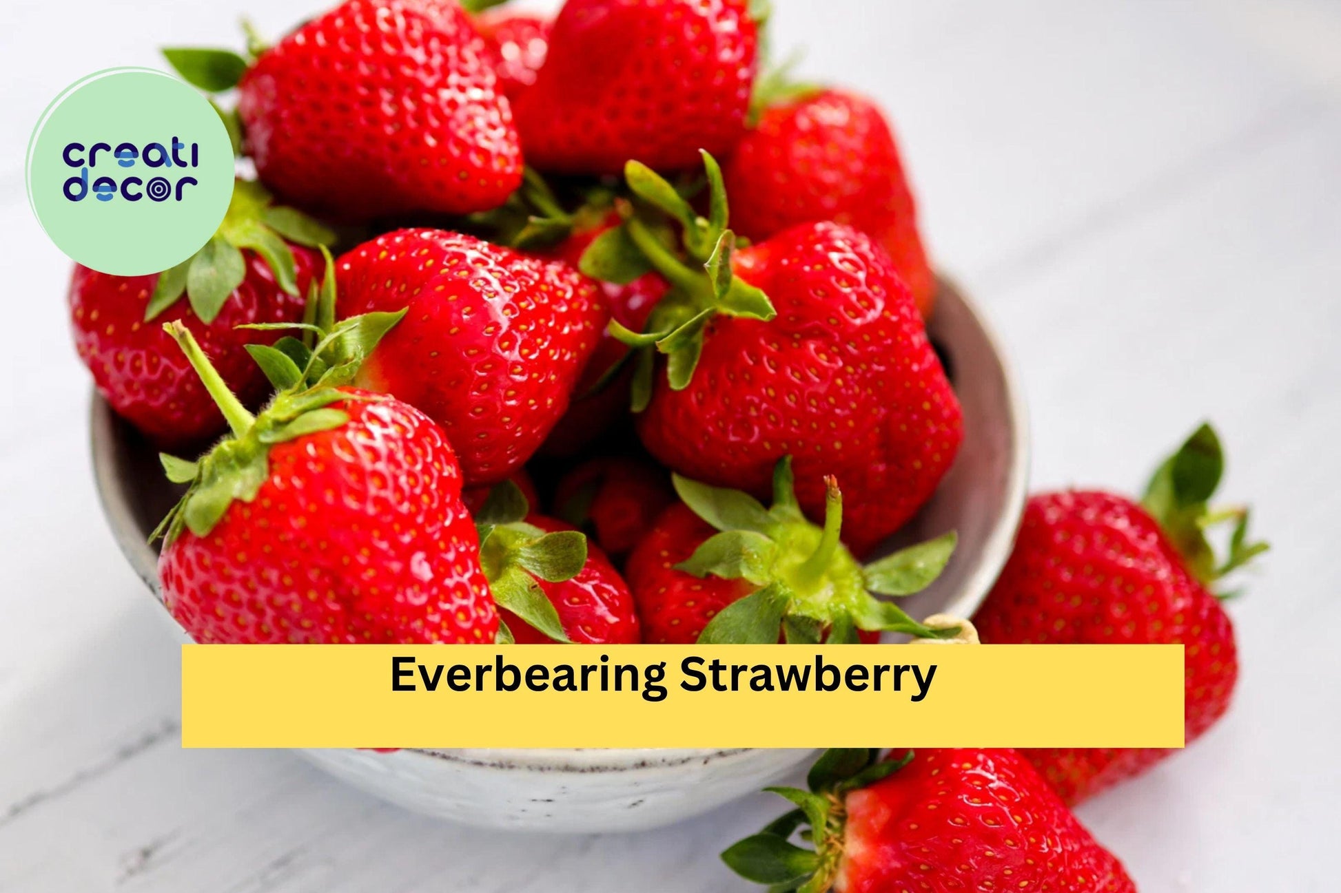 Everbearing Strawberry Roots 5 Pack – Fragaria × ananassa – Sweet Fruit, Multiple Harvests, Bare Root Plants for Garden & Containers