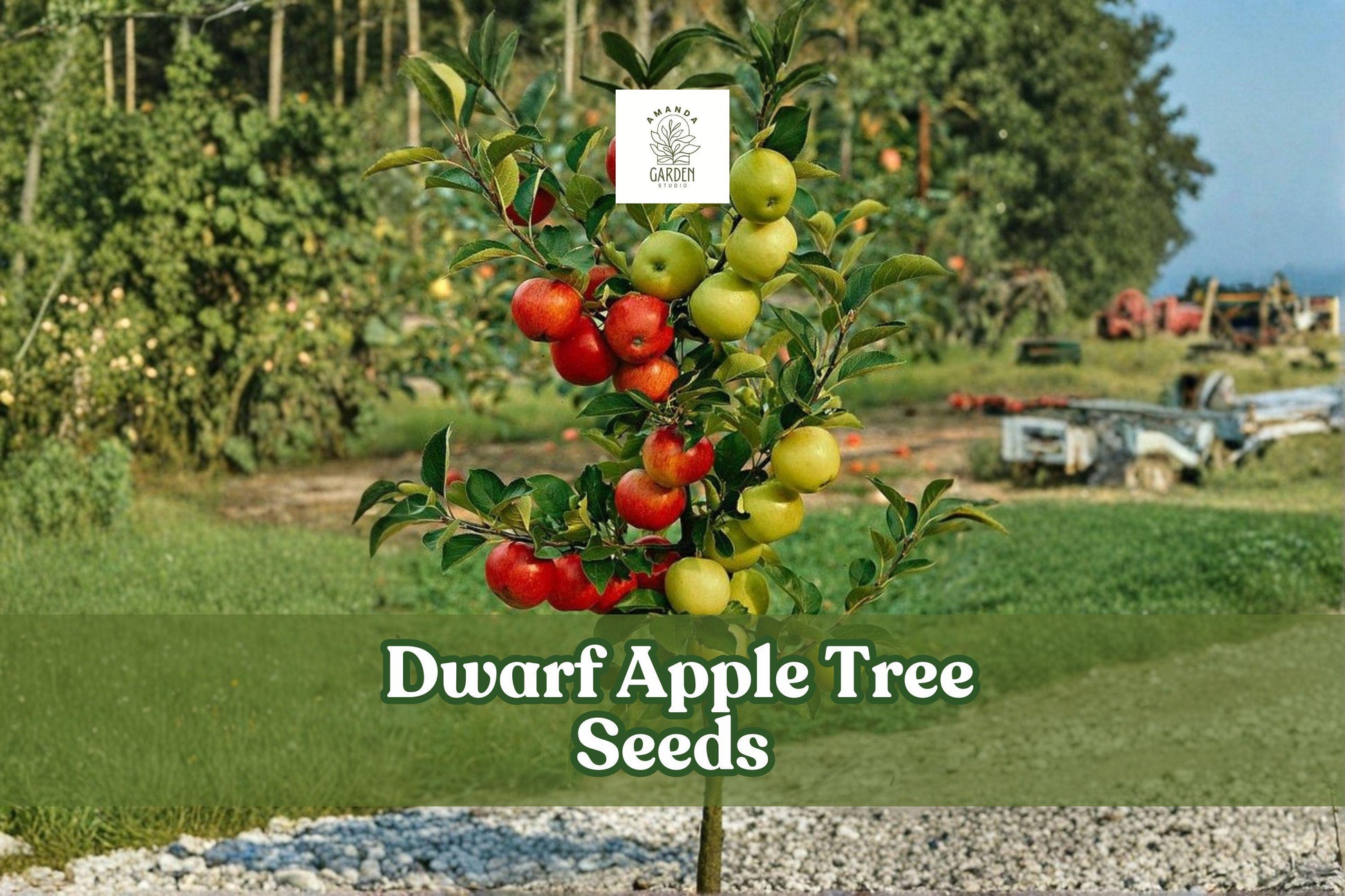 25 Dwarf Apple Tree Seeds for Bonsai - Malus domestica Fruit-Bearing Miniature Tree, White-Pink Flowers