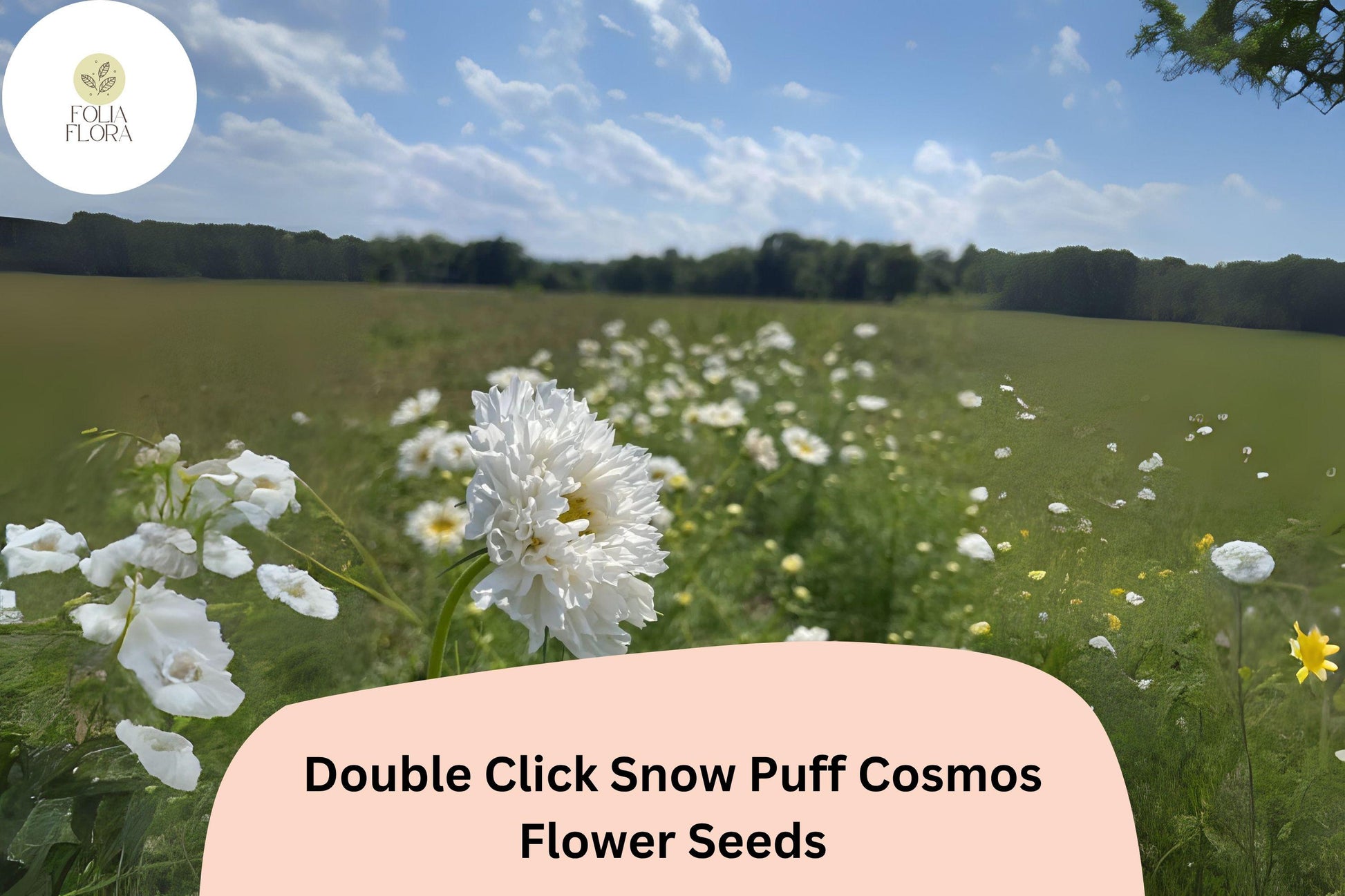 Double Click Snow Puff Cosmos Seeds | White Flower Annual | Cosmos bipinnatus ‘Double Click Snow Puff’