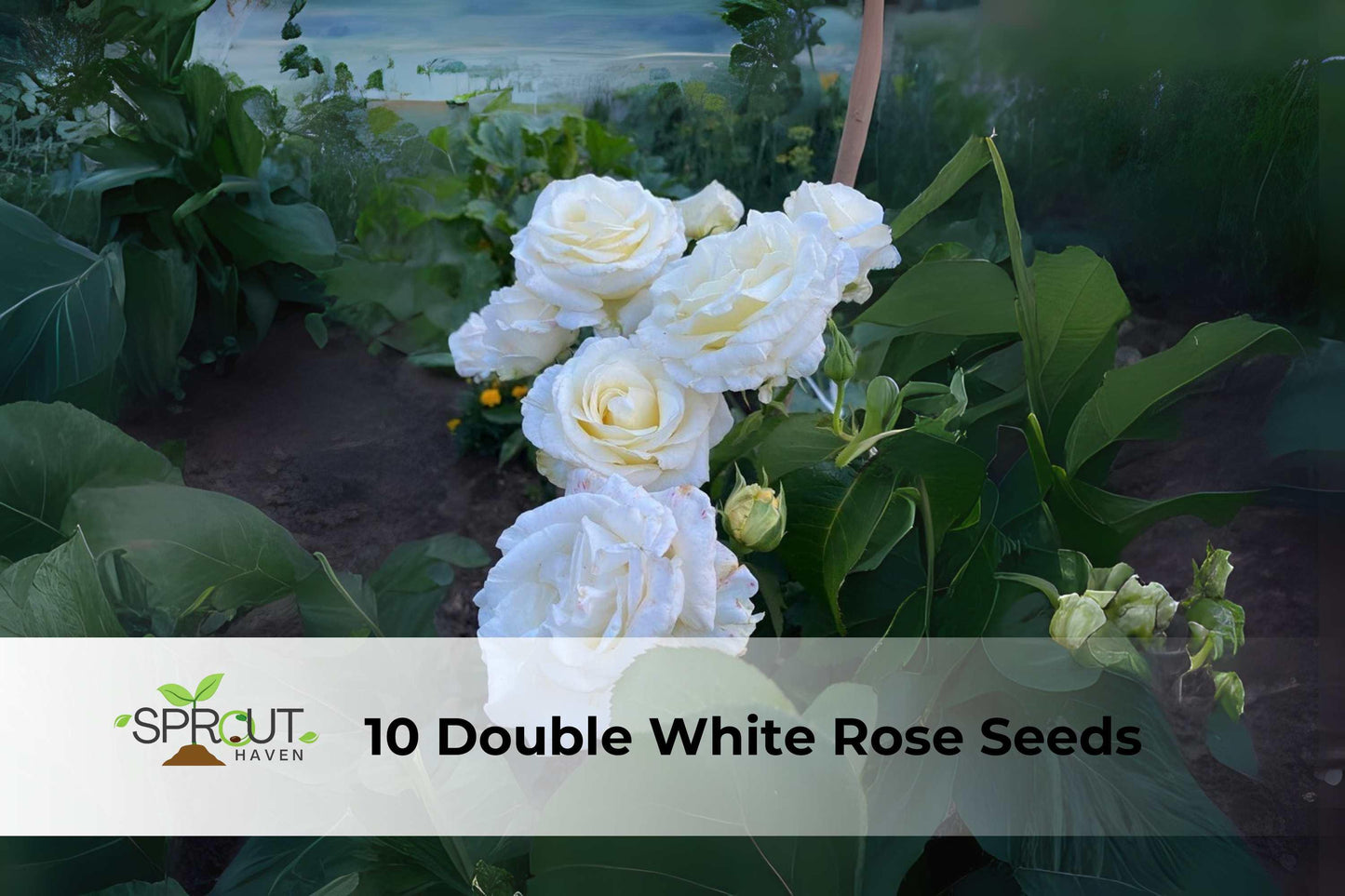 Double White Rose Seeds – Perennial Bush Flowers for Garden Borders & Landscaping – Rosa spp.