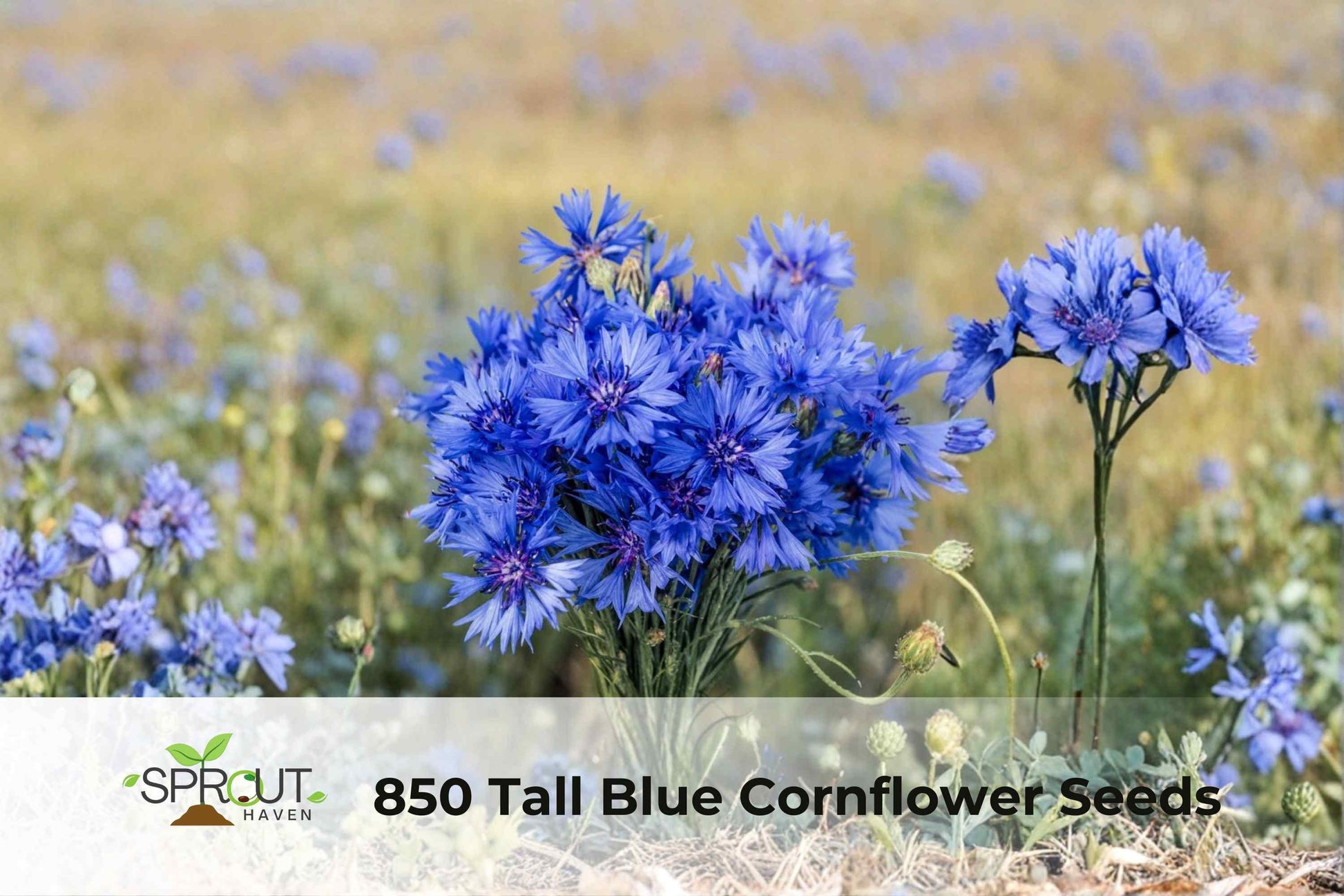 850 Blue Cornflower Seeds - Bachelor Button Wildflower, Centaurea cyanus, Vibrant Blue, Attracts Pollinators, Easy to Grow