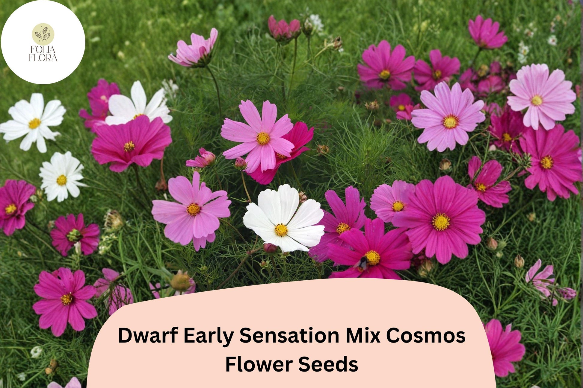 Dwarf Cosmos Seeds | Early Sensation Mix Pink White Rose Blooms | Cosmos bipinnatus ‘Dwarf Early Sensation Mix’