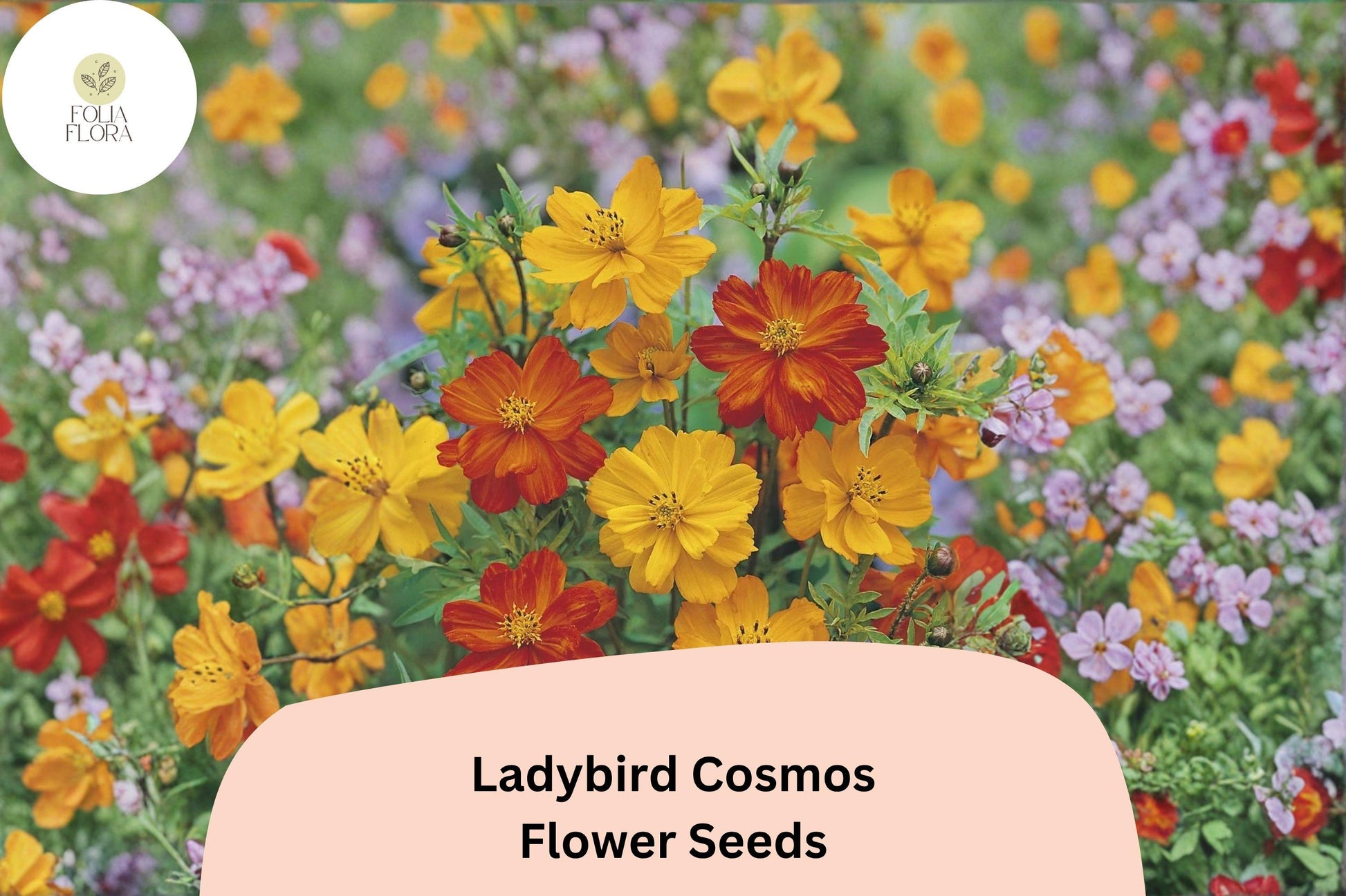 Ladybird Cosmos Seeds | Orange Red Yellow Mix | Compact Annual Flower | Cosmos sulphureus ‘Ladybird Mix’ for Borders & Pollinator Gardens