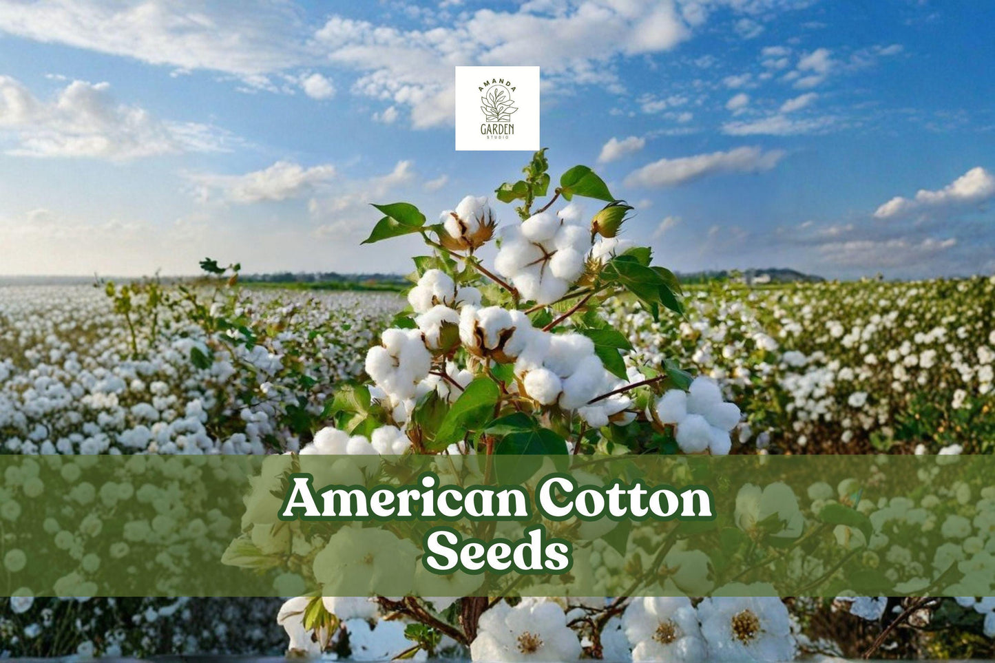 American Cotton Seeds Gossypium hirsutum - Easy Grow Decorative Plant for Garden & STEM Projects