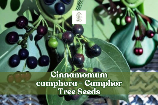 10 Camphor Tree Seeds Cinnamomum camphora Evergreen Fragrant Bonsai Shade Tree