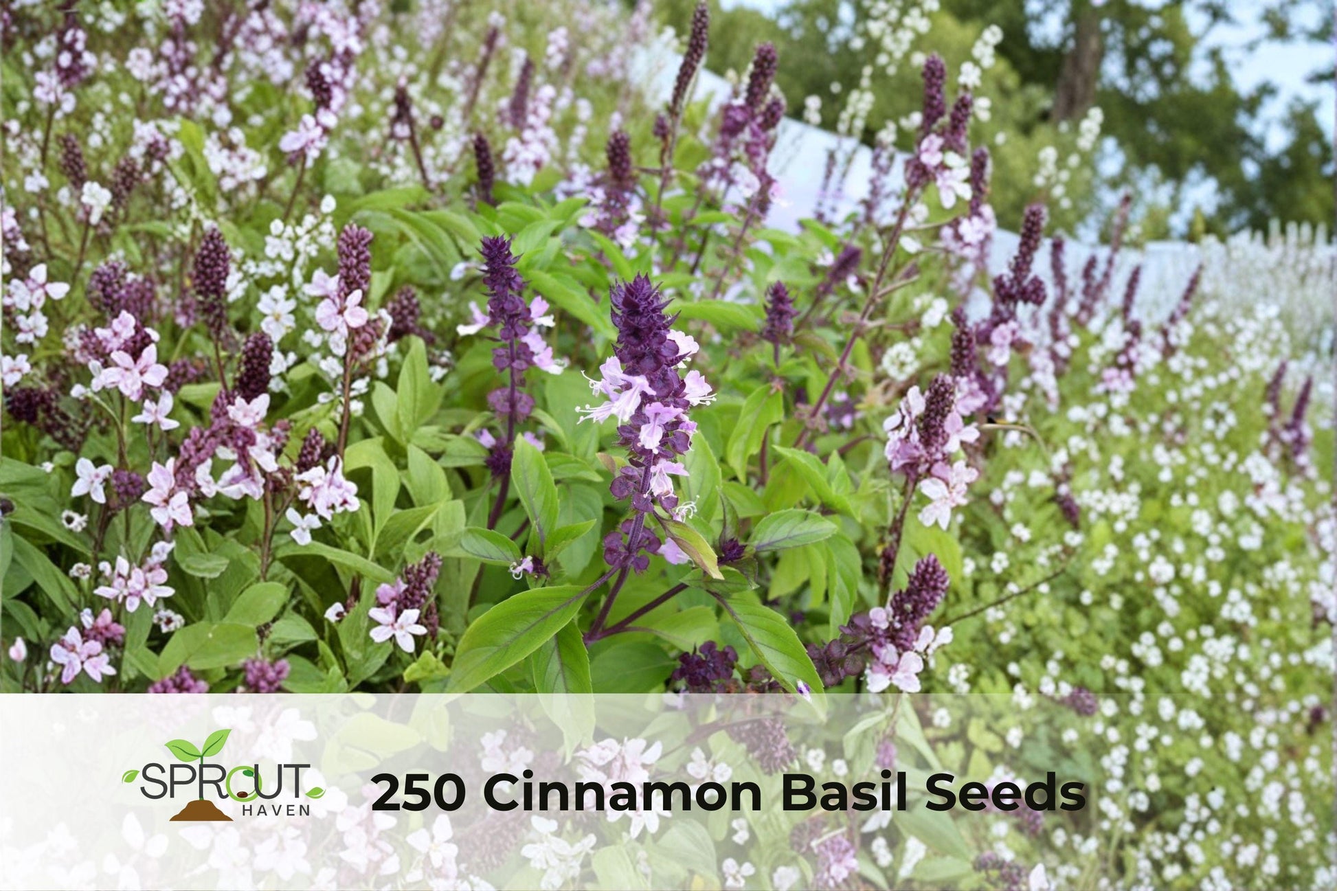 Cinnamon Basil Seeds | Aromatic Herb for Culinary Gardens & Teas | Non-GMO Ocimum basilicum