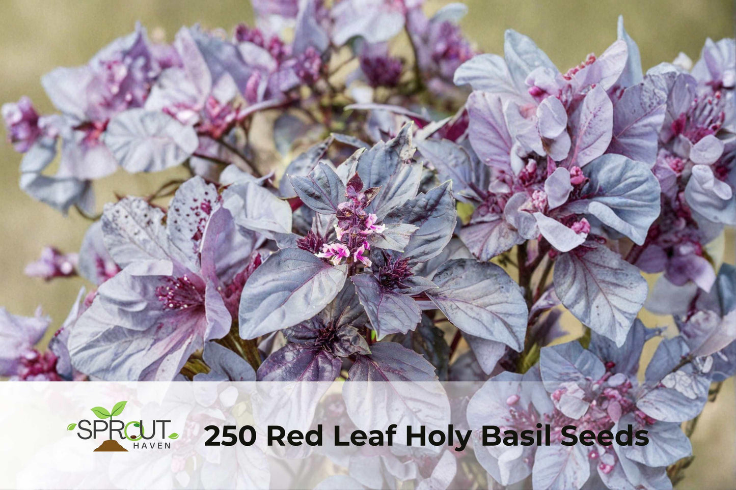 250 Red Leaf Holy Basil Seeds | Tulsi, Non-GMO, Culinary & Ornamental Herb, Ocimum sanctum