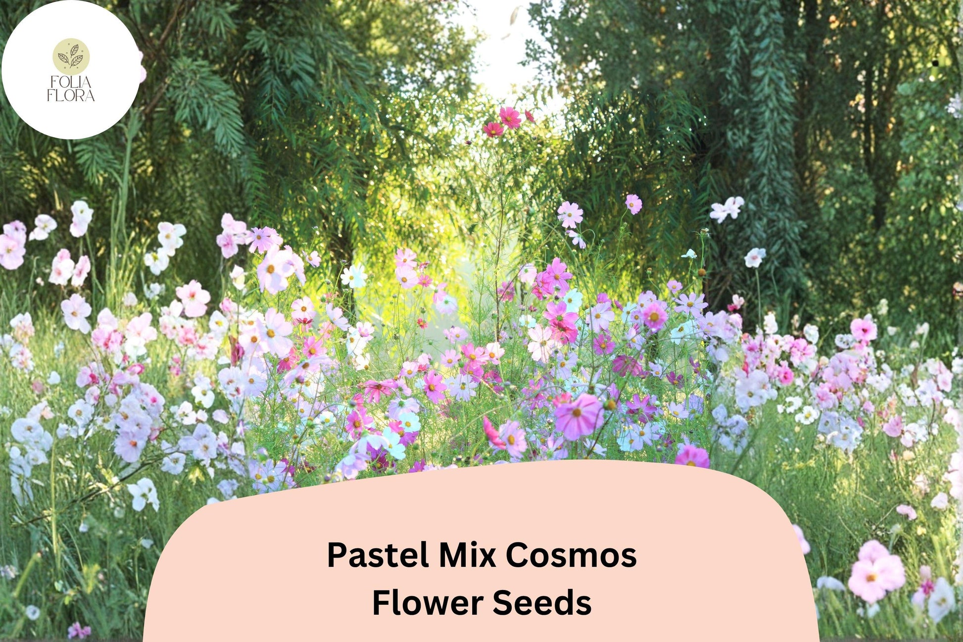 Pastel Cosmos Seeds | 200+ Pink, Peach, White Blooming Annuals | Cosmos bipinnatus for Cottage Gardens & Pollinator Gardens