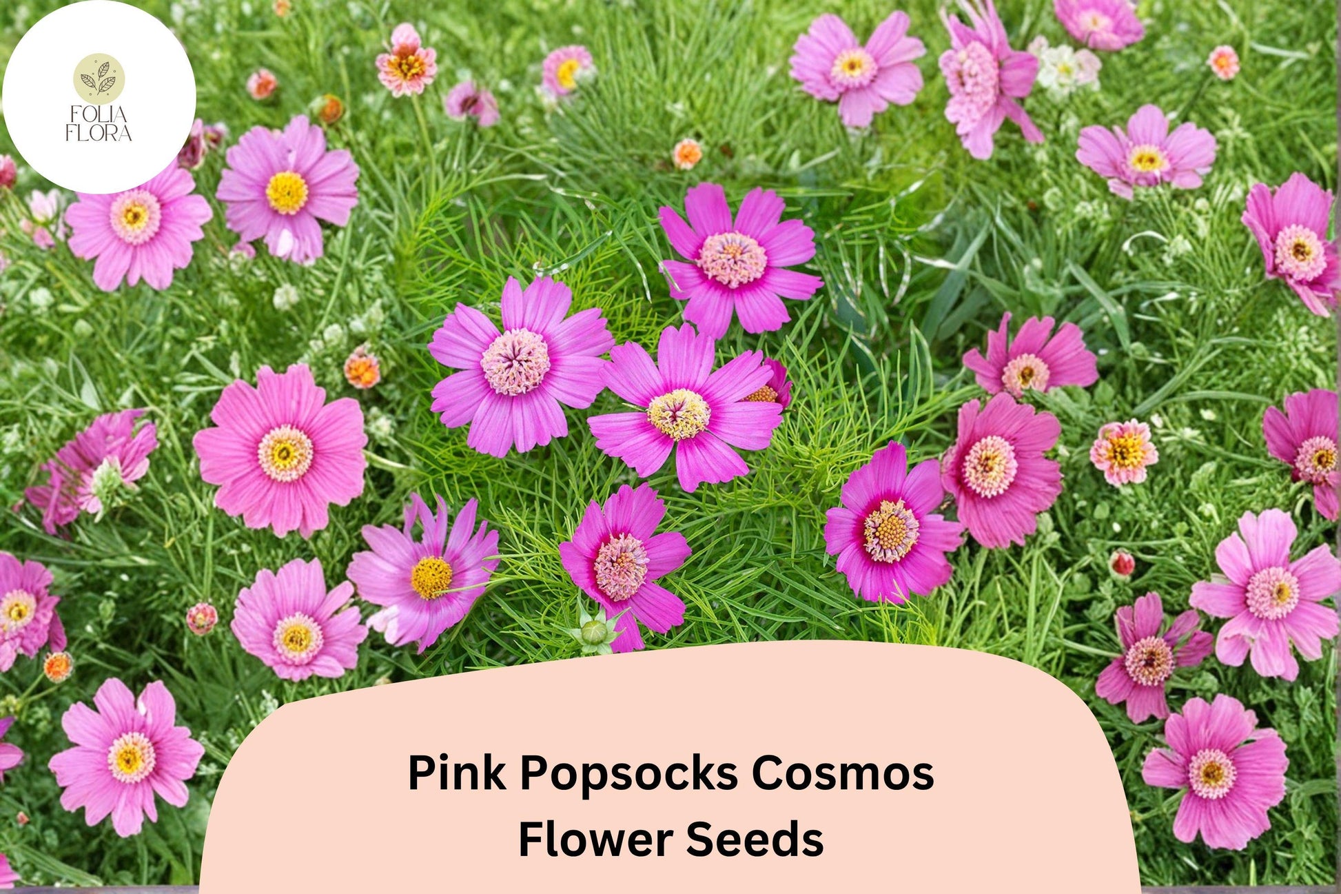 Pink Popsocks Cosmos Seeds | Double Blooms for Garden Planting | Cosmos bipinnatus | Attracts Bees & Butterflies