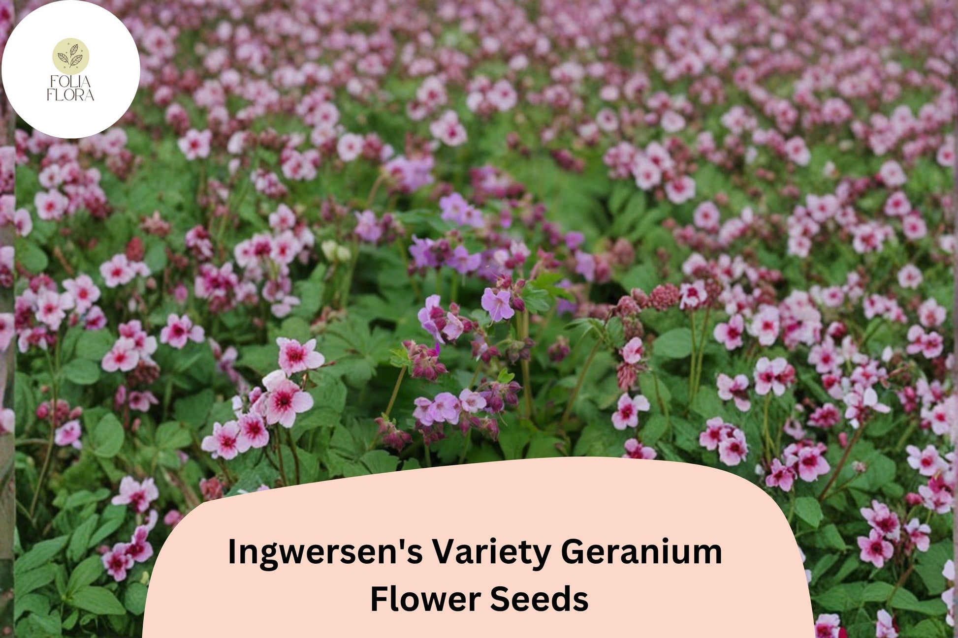 Ingwersen's Geranium Seeds – Pink Star-Like Blooms, Hardy Perennial, Geranium ingwersenii, Pollinator Friendly, 25+ Seeds
