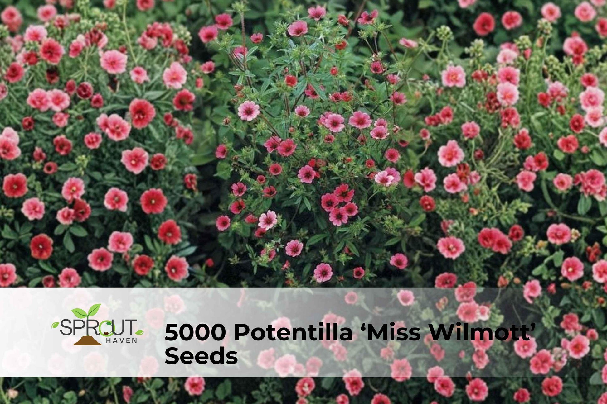 Potentilla ‘Miss Wilmott’ Seeds | Hardy Perennial Cinquefoil with Pink to Magenta Blooms, Easy-Grow Garden Flower