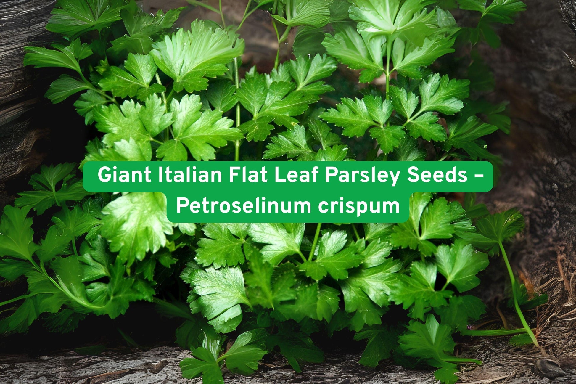 parsley seeds, Italian flat leaf parsley, herb seeds for planting, culinary herb seeds, heirloom parsley seeds, vegetable garden seeds, pollinator friendly plants, herb garden starter, biennial herb seeds, kitchen garden herbs, container herb seeds, yellow flower herb, gourmet cooking herbs