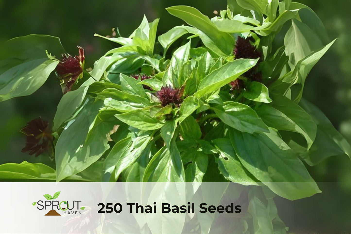 Thai Basil Seeds – Anise-Scented Culinary Herb, NON-GMO, Ocimum basilicum var. thyrsiflora, for Cooking & Garden Growth