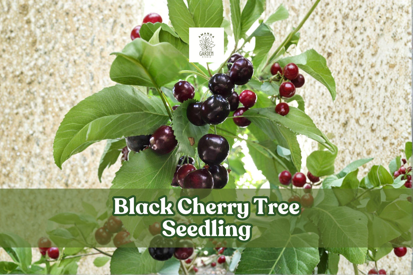 Black Cherry Tree Seedling | Fast-Growing Shade Tree | Prunus serotina Native Hardwood | Wildlife-Friendly, Ornamental