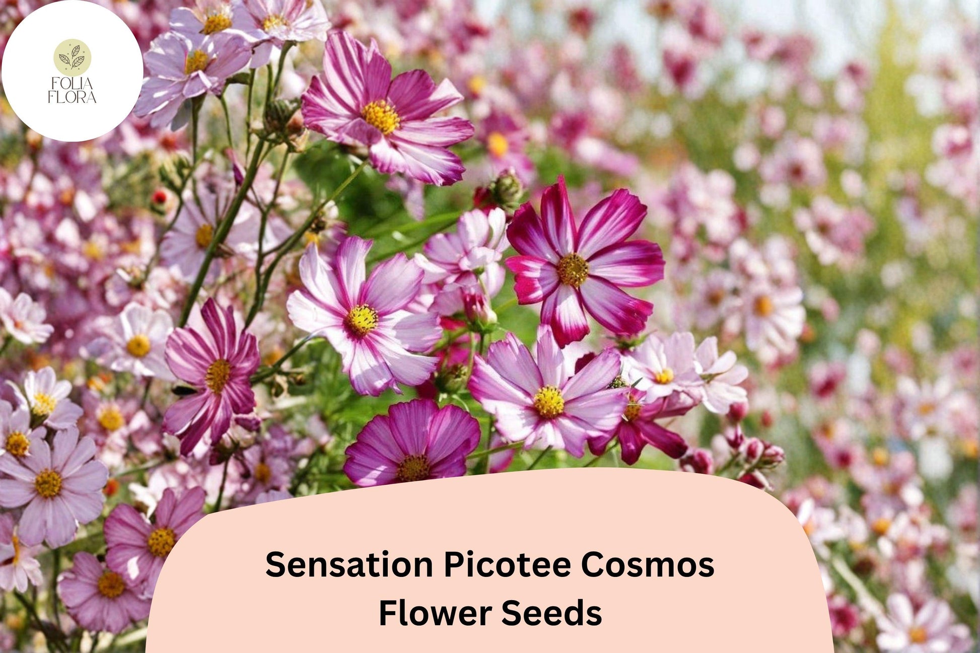 Sensation Picotee Cosmos Seeds | White Flowers with Pink Edges | Cosmos bipinnatus | 200+ Seeds for Garden & Cut Flowers