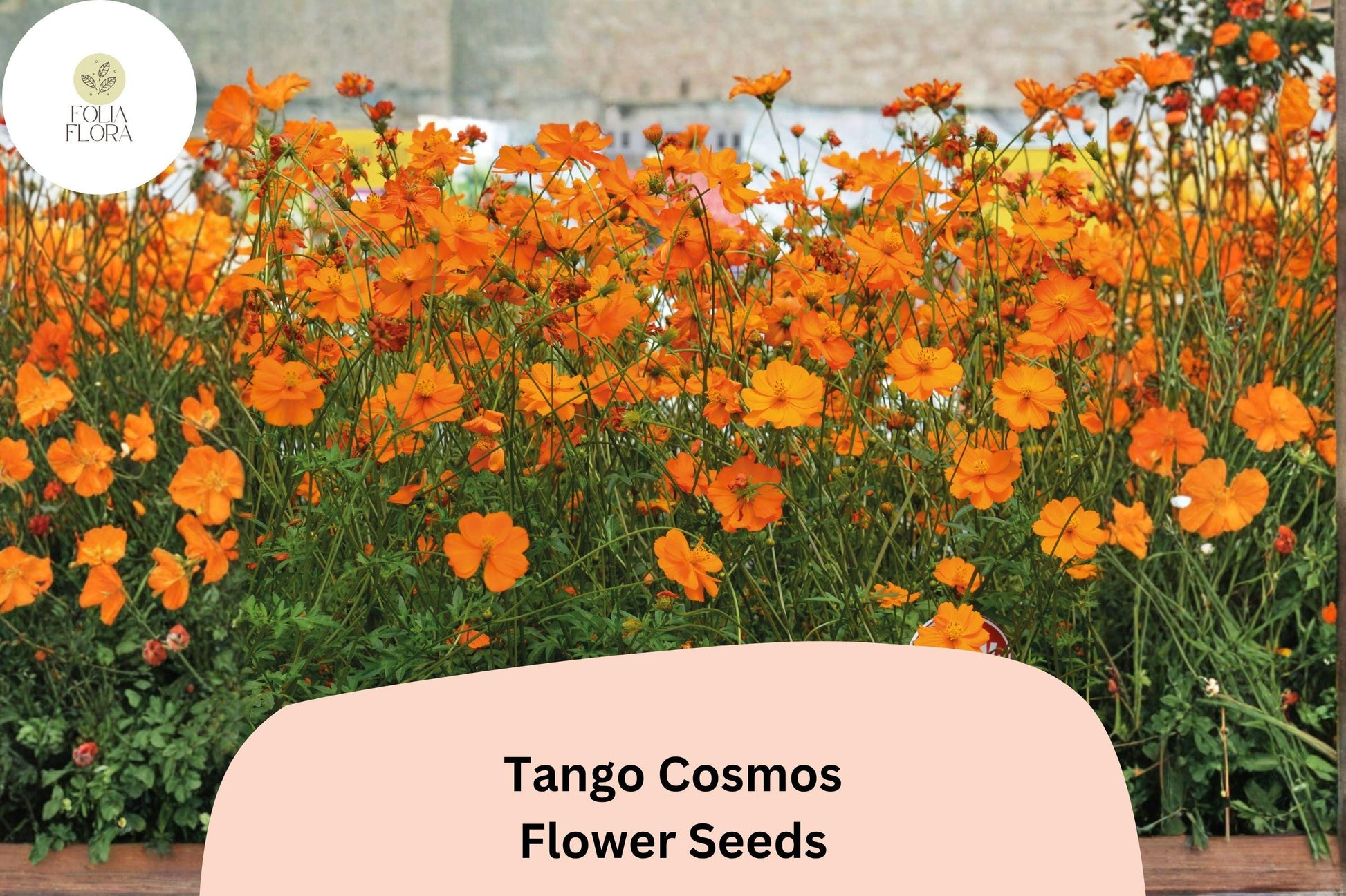 Tango Cosmos Seeds | Bright Orange Annual Flowers for Borders, Pollinator Gardens | Cosmos sulphureus, 200+ Seeds