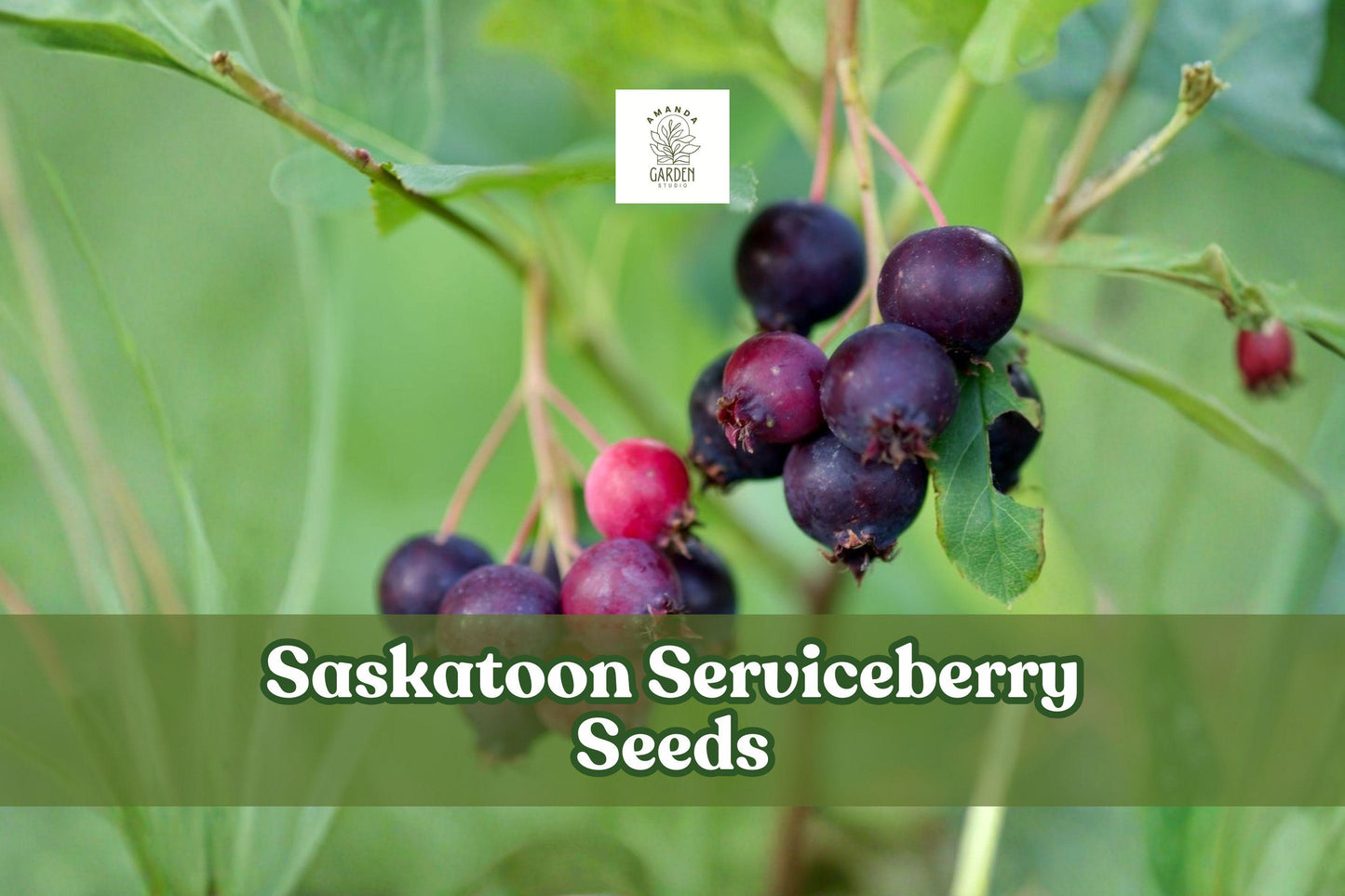 100 Saskatoon Serviceberry Seeds Amelanchier alnifolia Hardy Edible Berries Wildlife Garden Plant