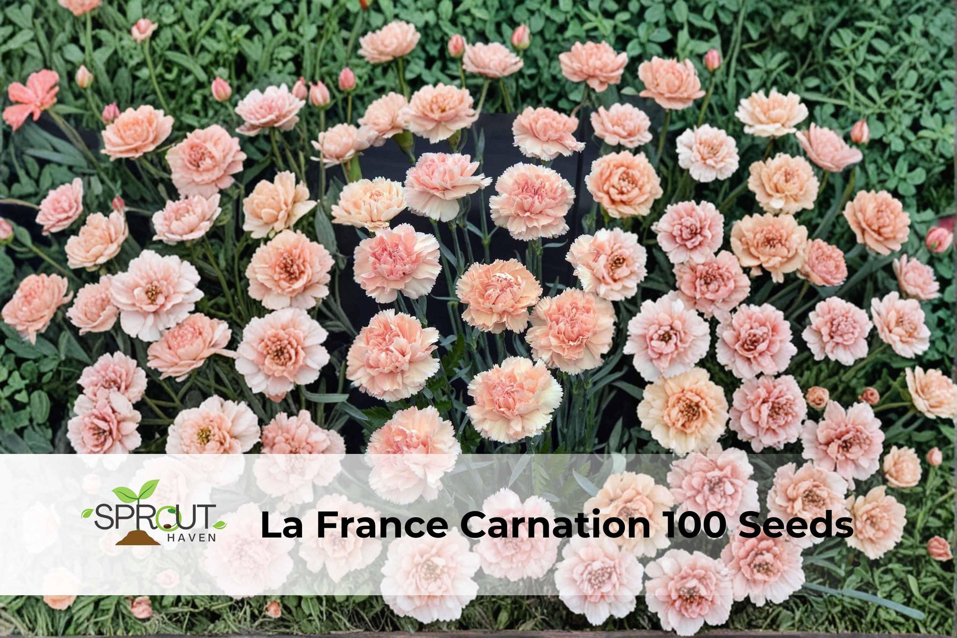 La France Carnation Seeds – Pink Double Blooms, Hardy Dianthus caryophyllus, Ornamental Flower for Cutting Gardens & Borders