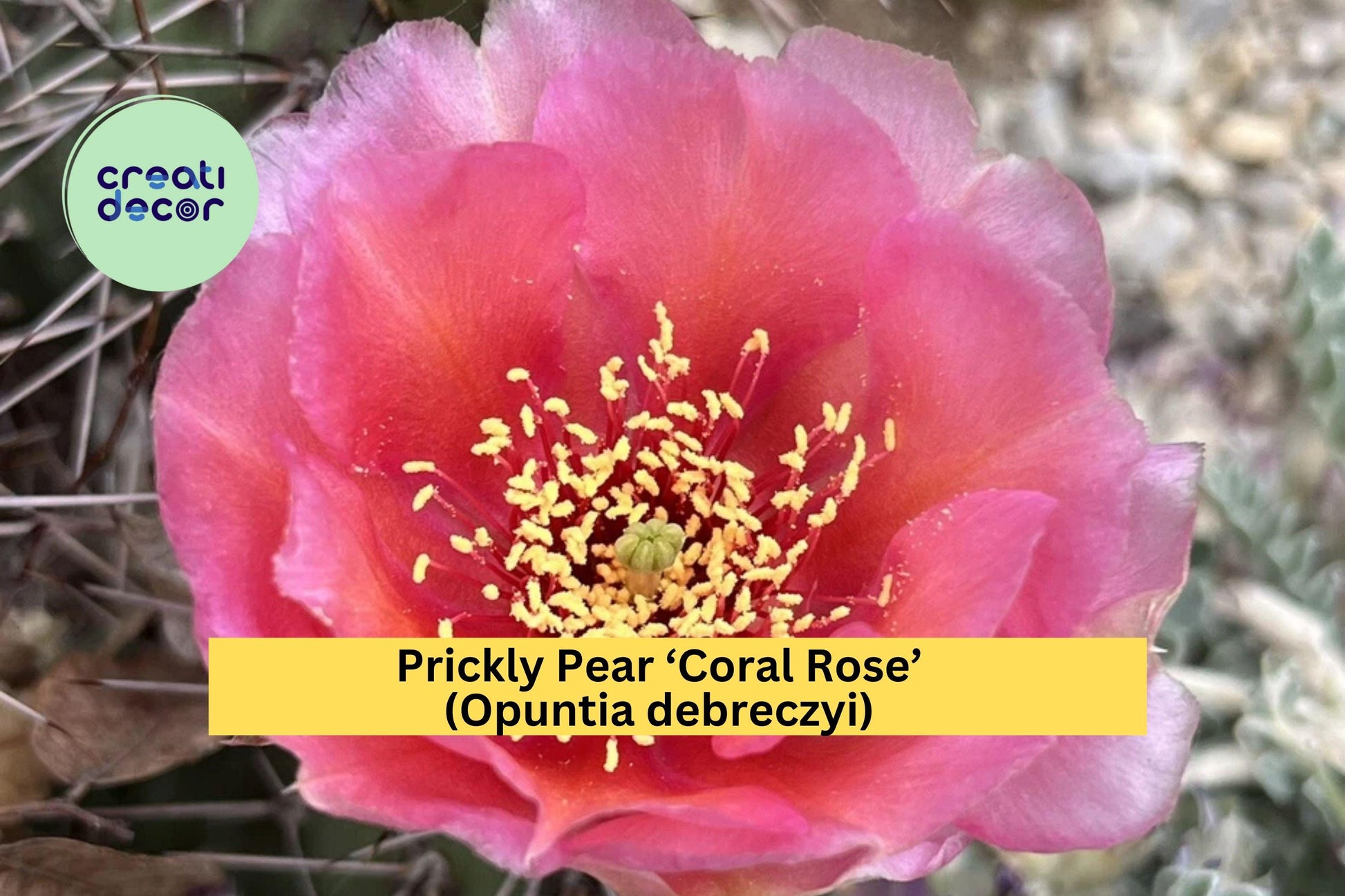 Prickly Pear Cactus Cutting ‘Coral Rose’ Opuntia debreczyi Drought-Tolerant Rock Garden Succulent