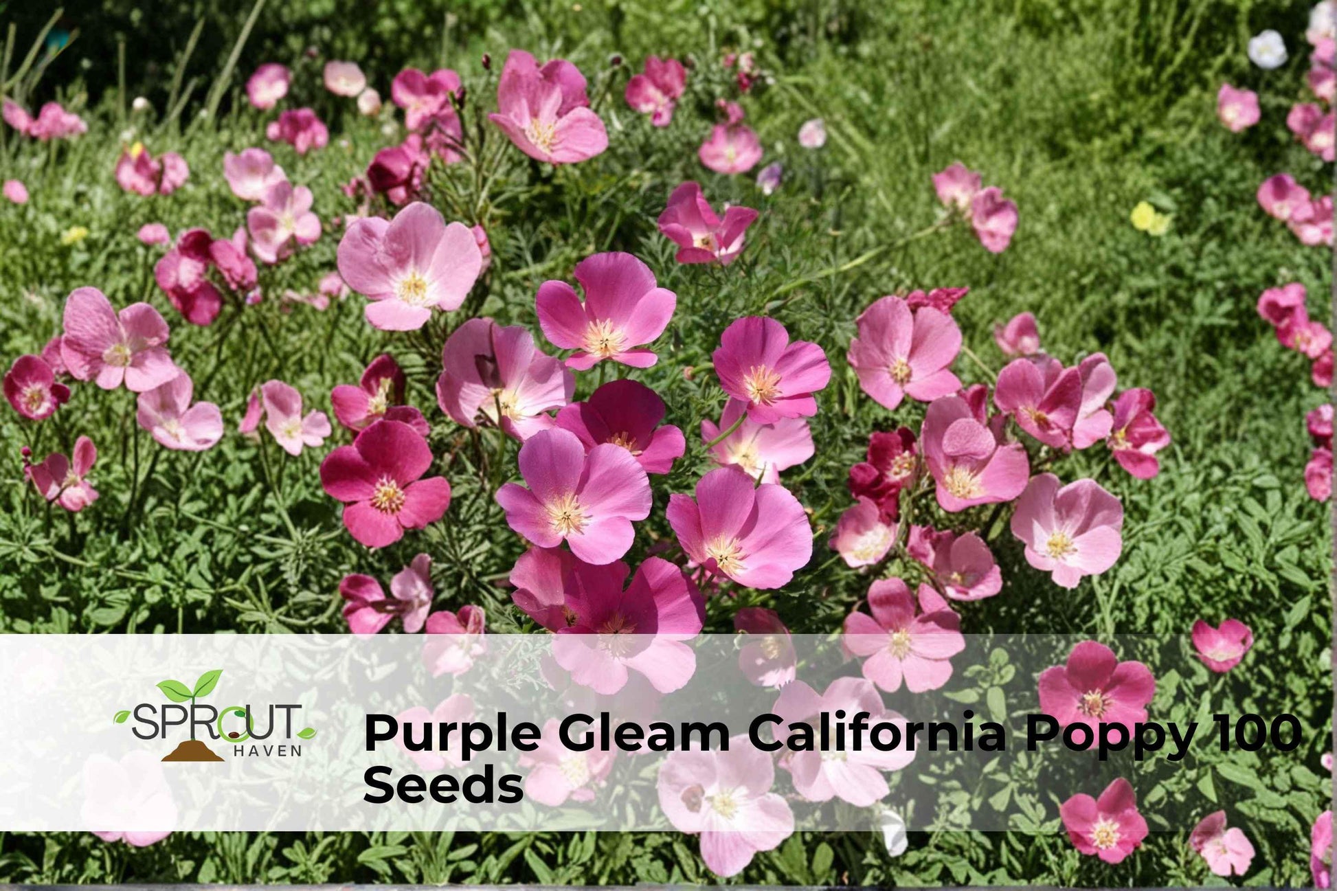 Purple Gleam California Poppy Seeds – Vibrant Lavender-Pink Wildflower, Drought-Tolerant Perennial, Eschscholzia californica, 100 Seeds