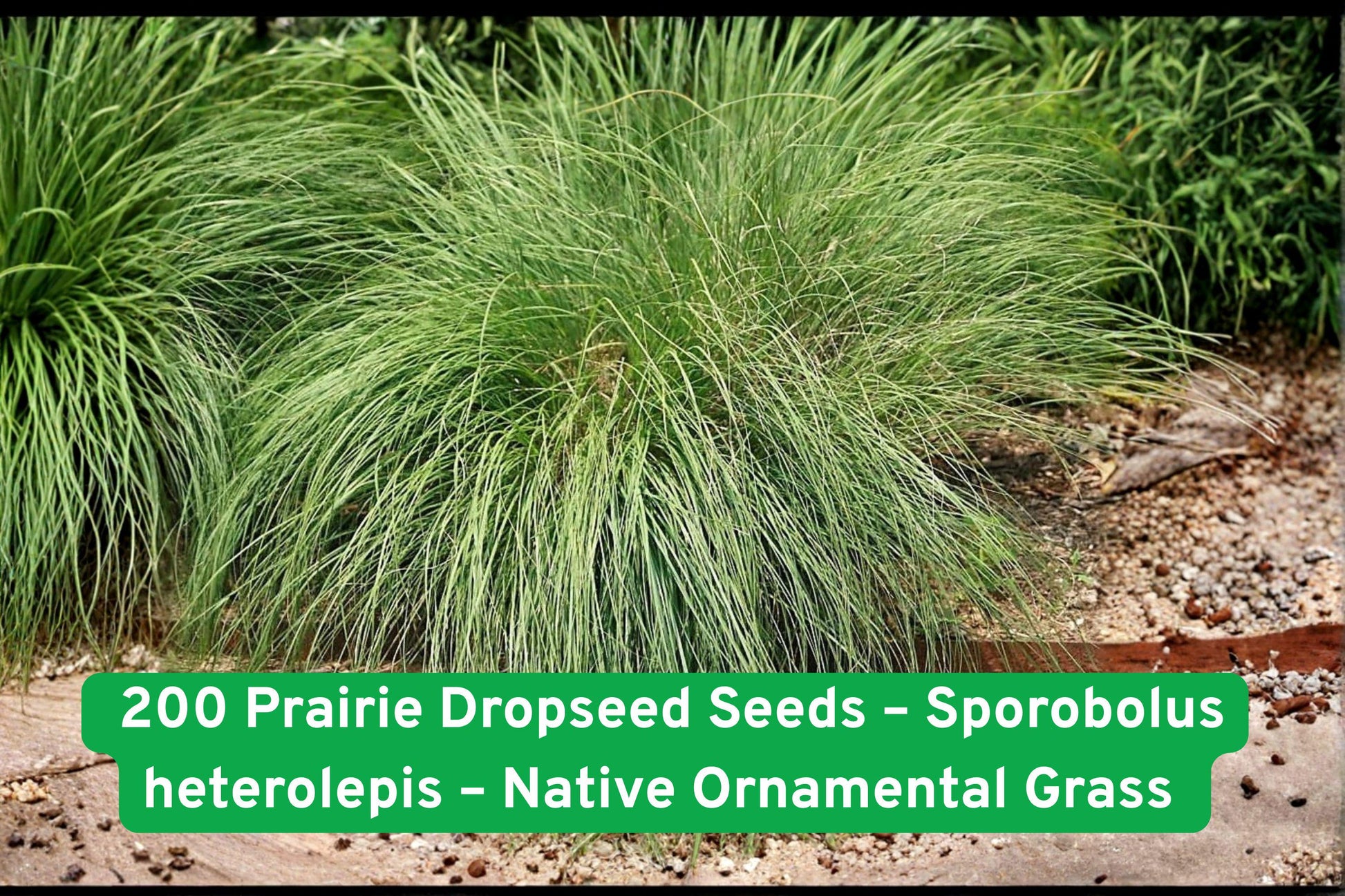 prairie dropseed seeds, Sporobolus heterolepis, native ornamental grass, drought tolerant grass, deer resistant perennial, fall color grass, prairie restoration seeds, ornamental grass for borders, container gardening grass, pollinator friendly seeds, golden foliage grass, native prairie plant, low maintenance perennial