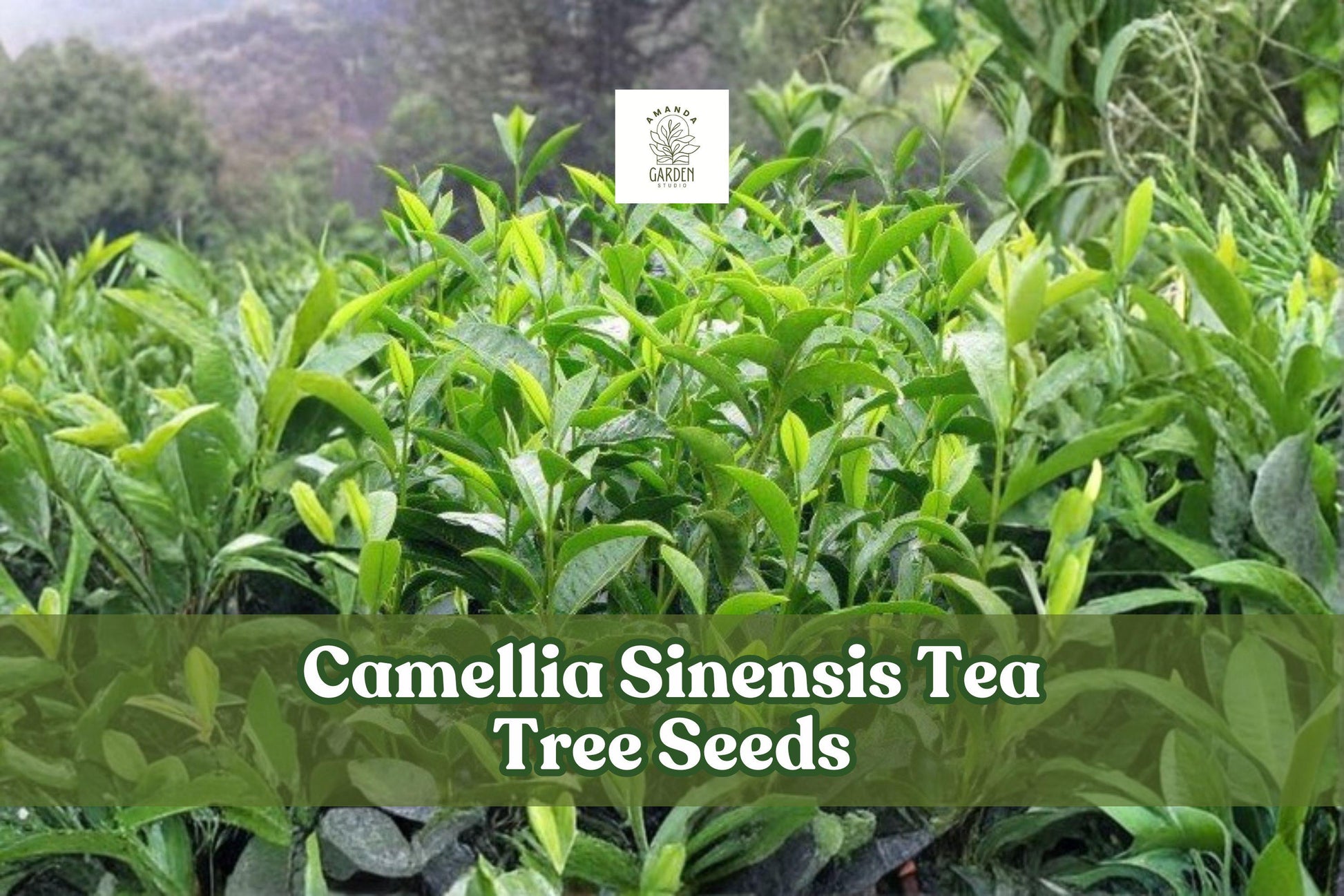 12 Tea Tree Seeds Camellia sinensis Evergreen Shrub for Tea Growing, Hardy USDA Zones 8-11