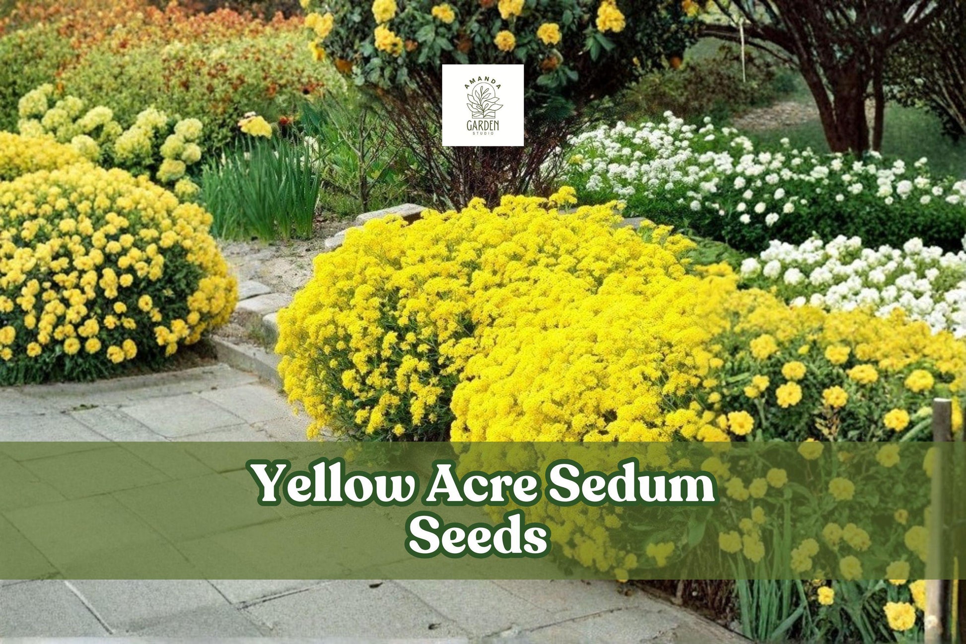 Yellow Acre Sedum Seeds – Drought-Tolerant Groundcover, Bright Yellow Flowers, Perennial Succulent, 200 Seeds