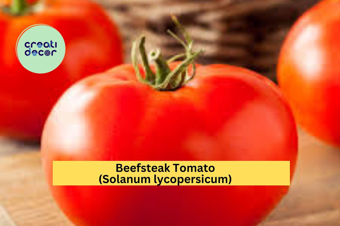Beefsteak Tomato Live Plants – 4 Healthy 6–10” Solanum lycopersicum Heirloom Vegetables for Garden
