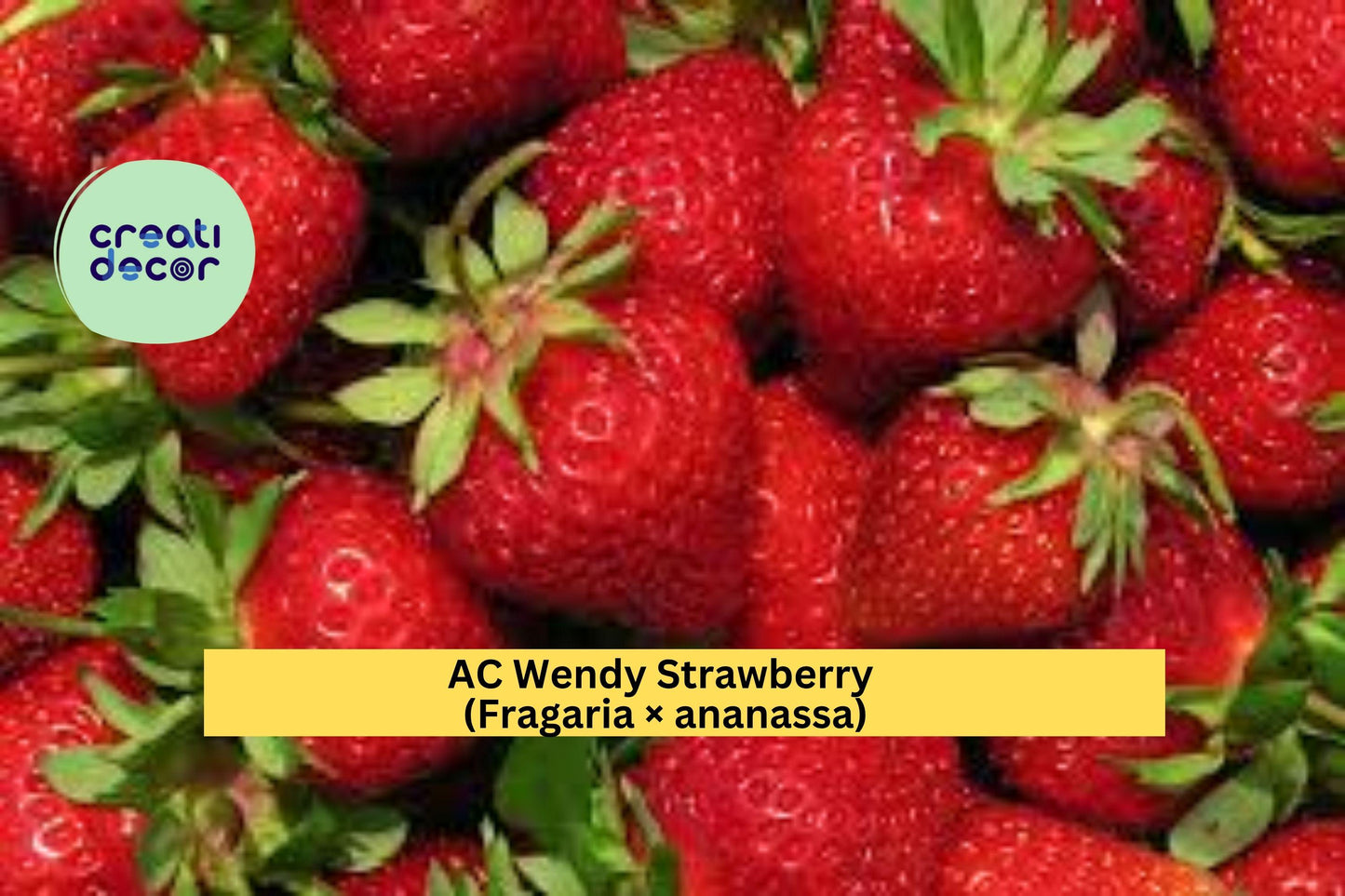 AC Wendy Strawberry Live Plants – 25 Bare Root June-Bearing Fragaria × ananassa Red Fruit Vegetables