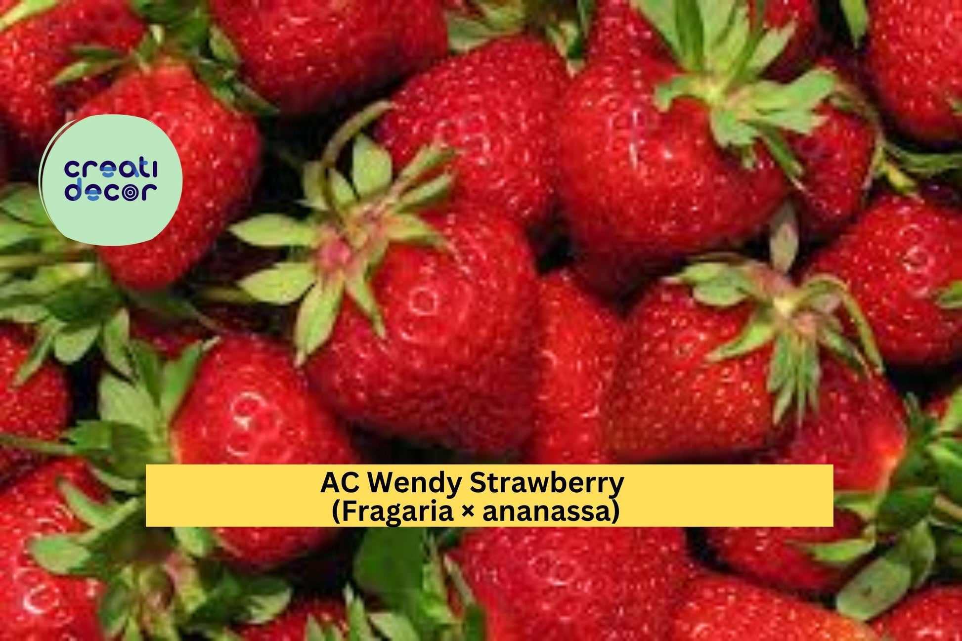 AC Wendy Strawberry Live Plants – 25 Bare Root June-Bearing Fragaria × ananassa Red Fruit Vegetables